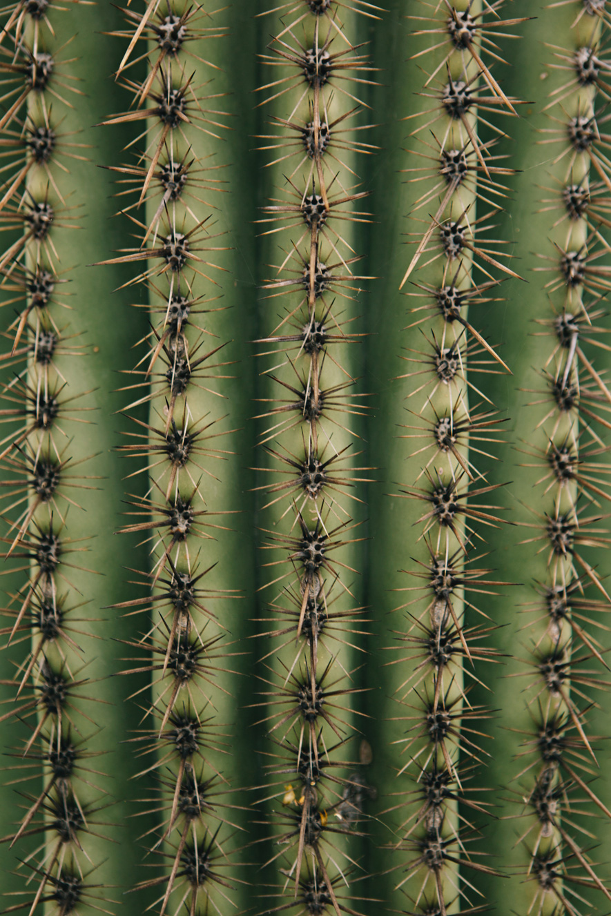 CindyGiovagnoli_Saguaro_National_Park_Arizona_desert_cactus_bloom_flowers-002.jpg