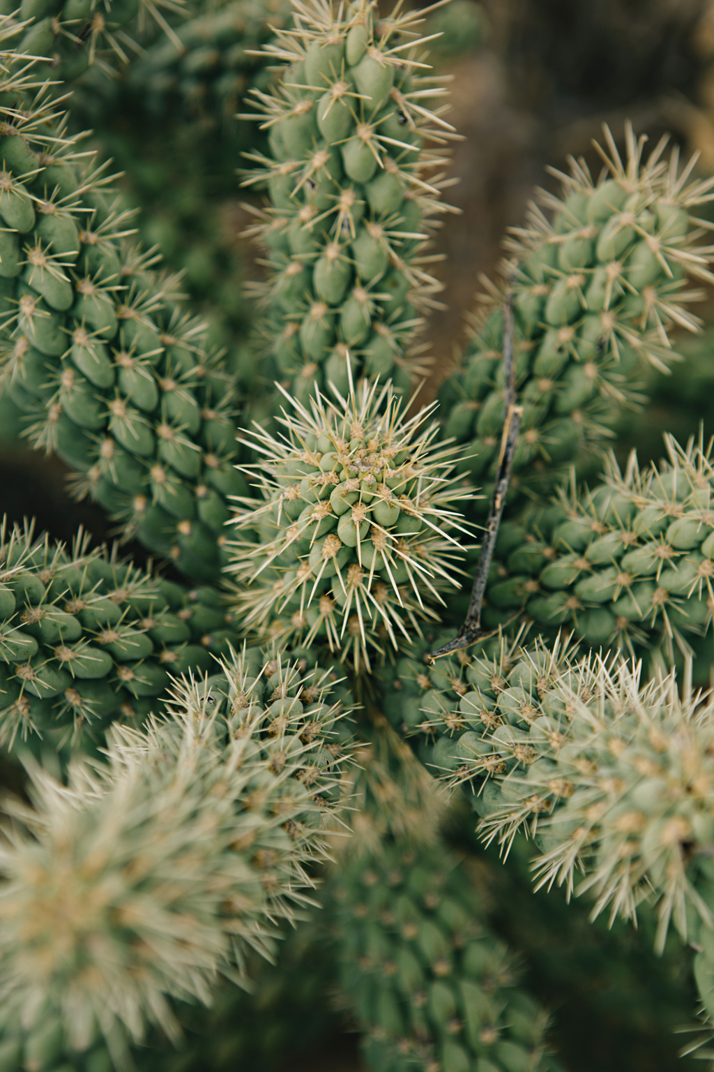 CindyGiovagnoli_Saguaro_National_Park_Arizona_desert_cactus_bloom_flowers-005.jpg