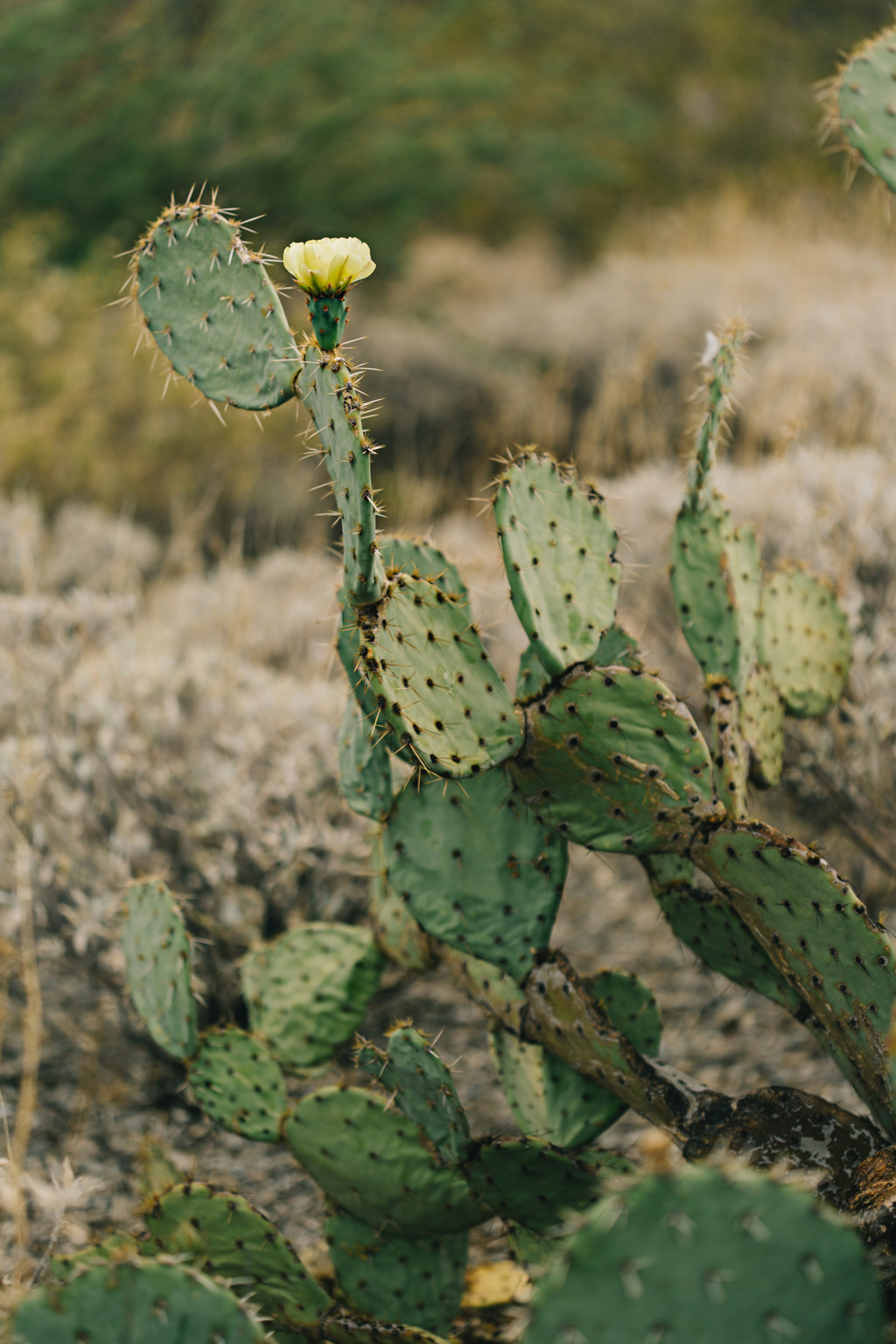 CindyGiovagnoli_Saguaro_National_Park_Arizona_desert_cactus_bloom_flowers-007.jpg