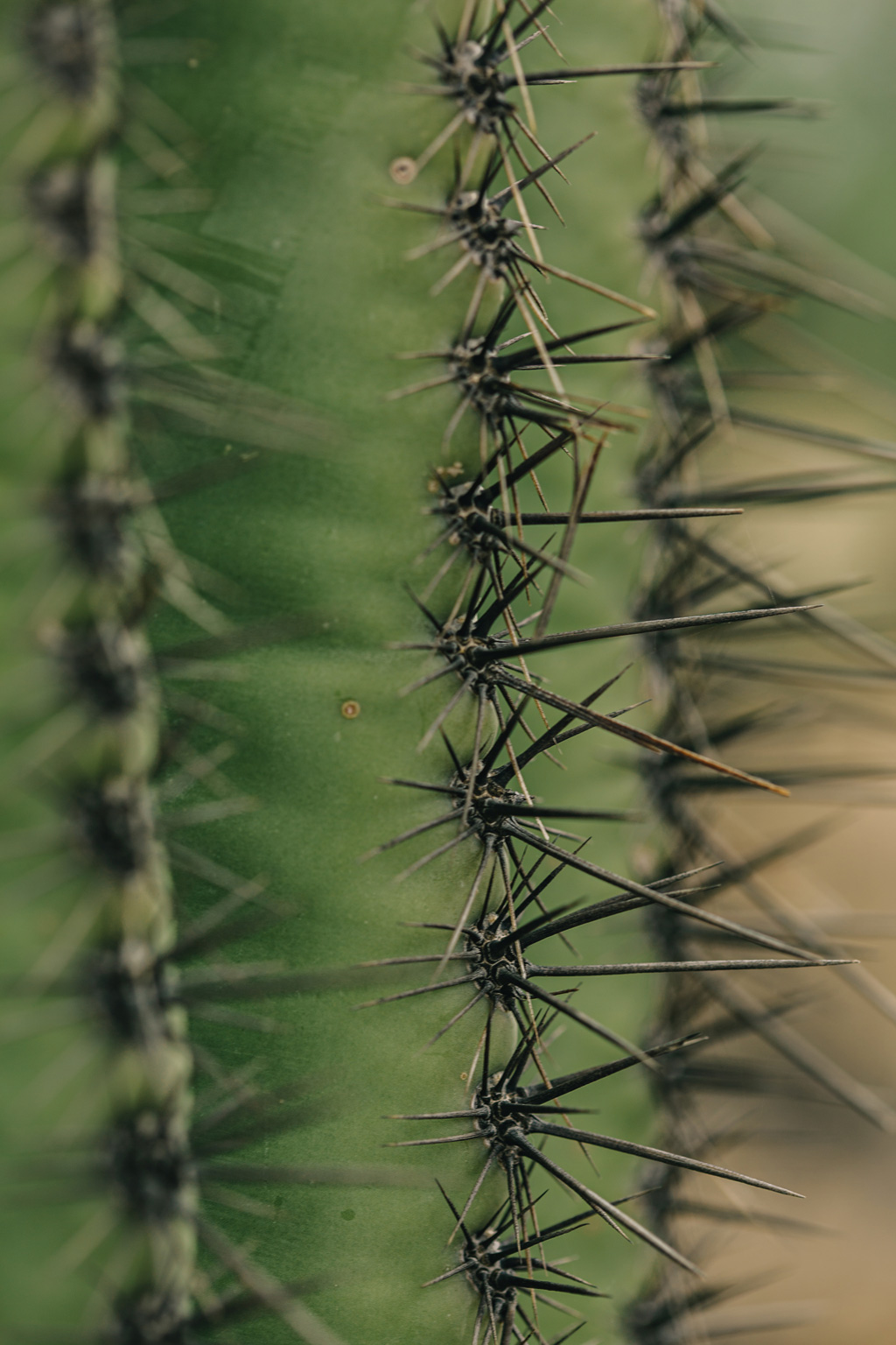 CindyGiovagnoli_Saguaro_National_Park_Arizona_desert_cactus_bloom_flowers-009.jpg