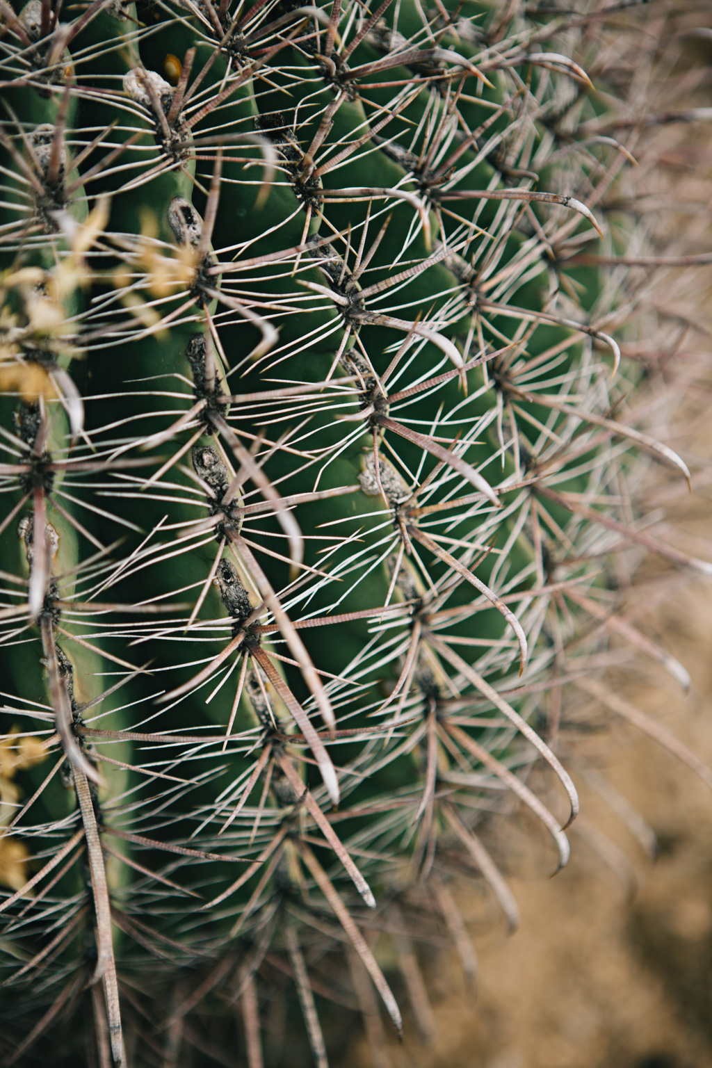 CindyGiovagnoli_Saguaro_National_Park_Arizona_desert_cactus_bloom_flowers-019.jpg