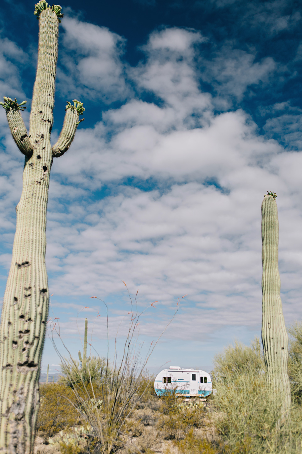 CindyGiovagnoli_Saguaro_National_Park_Arizona_desert_cactus_bloom_flowers-026.jpg