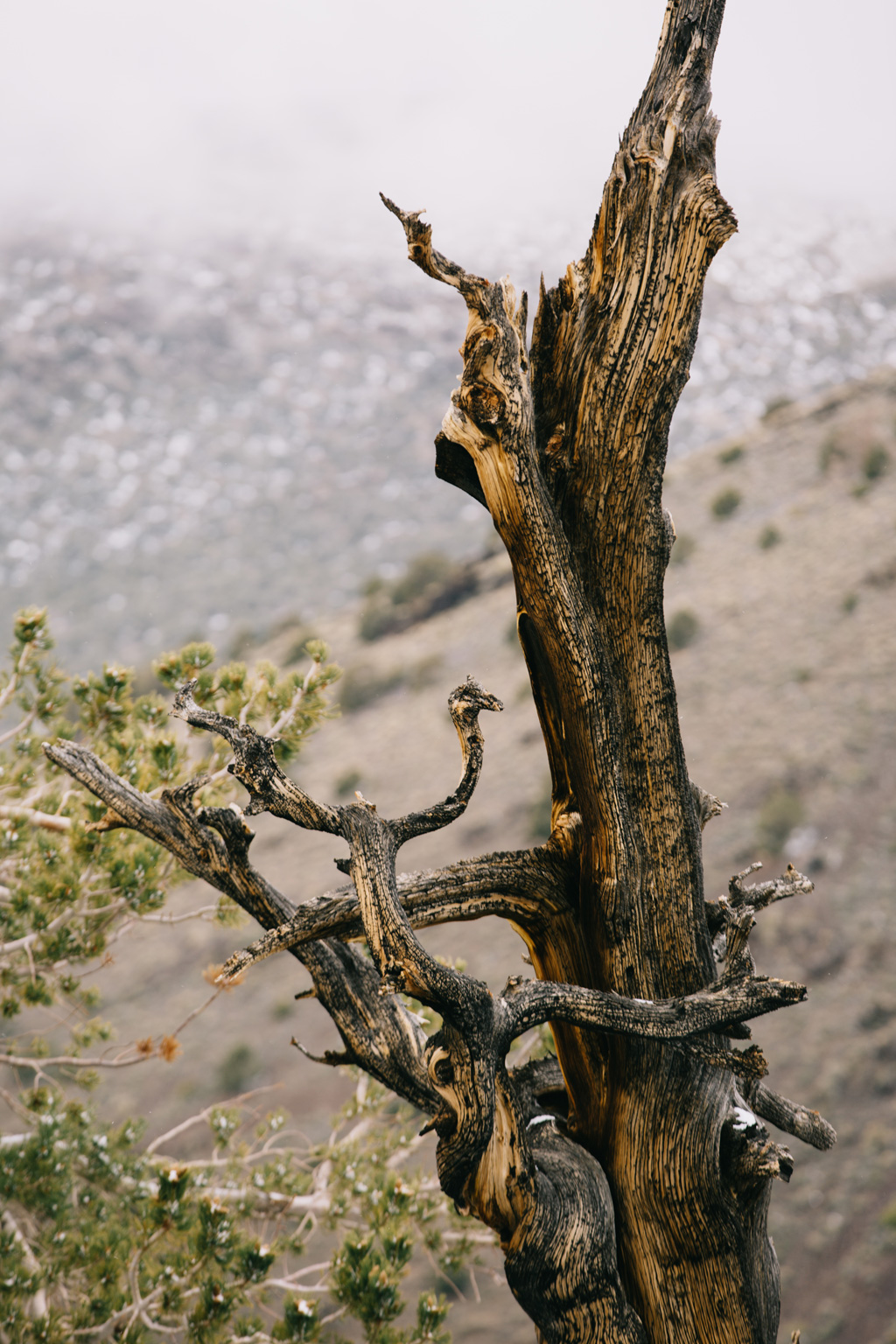 CindyGiovagnoli_DeathValley_NationalPark_California__BigPine_Bristlecone_travel_roadtrip-025.jpg