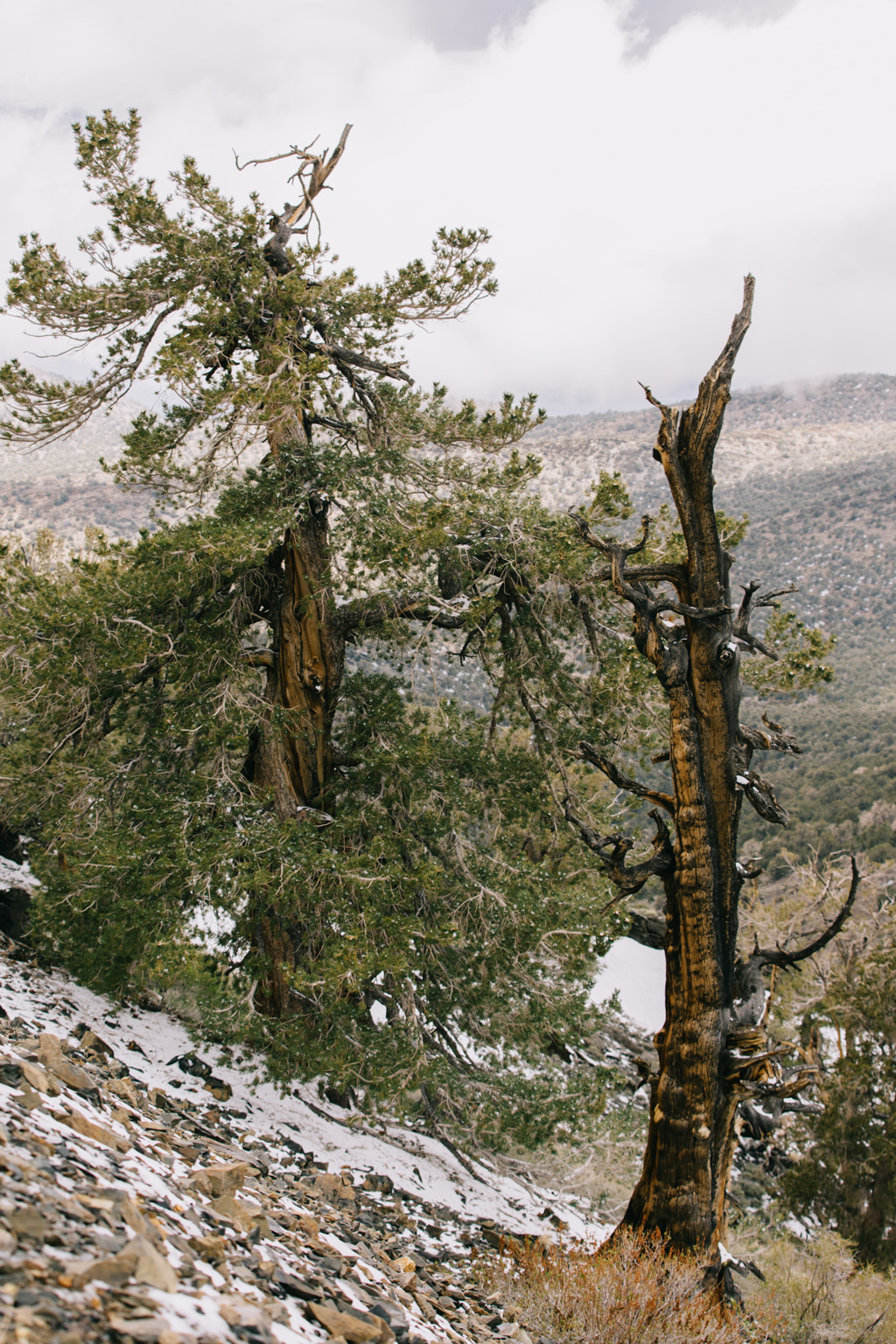 CindyGiovagnoli_DeathValley_NationalPark_California__BigPine_Bristlecone_travel_roadtrip-024.jpg