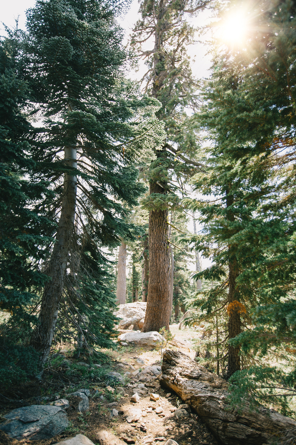 CindyGiovagnoli_outdoors_photographer_Sierra_Buttes_firetower_watchtower_Sardine_Snag_Bear_lake_hike_swim_camp-037.jpg