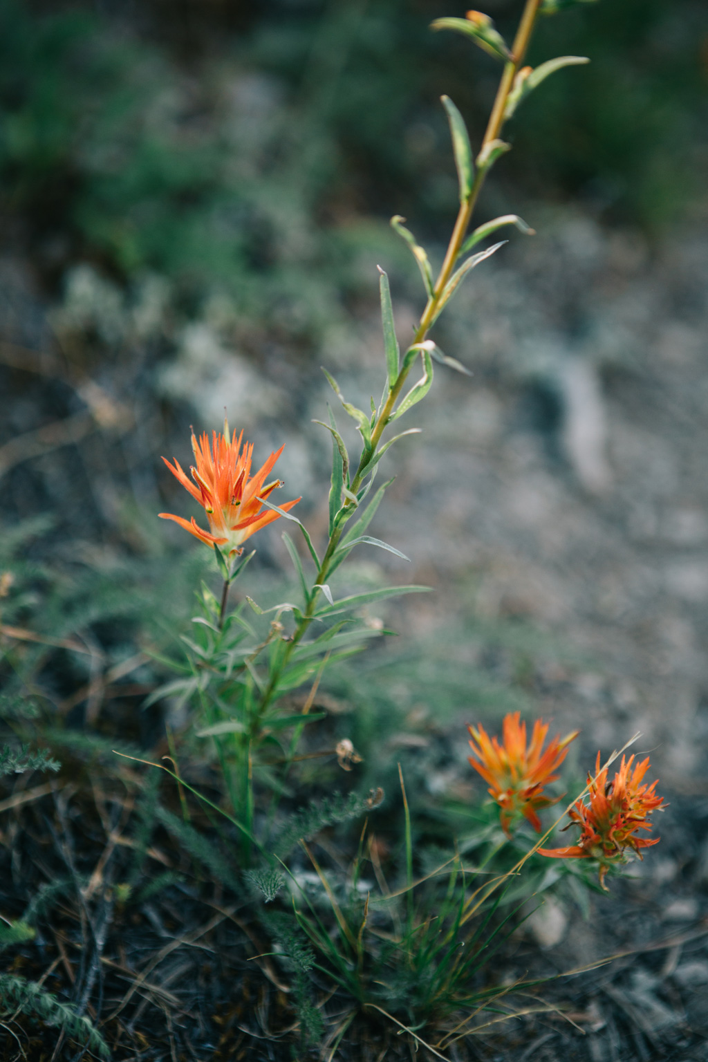 CindyGiovagnoli_outdoors_photographer_Sierra_Buttes_firetower_watchtower_Sardine_Snag_Bear_lake_hike_swim_camp-057.jpg