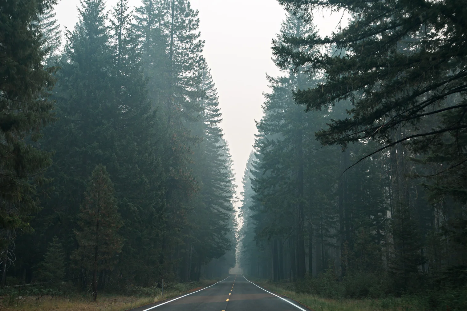 CindyGiovagnoli_Redwoods_CraterLake_MountRainier_PNW_National_Park_trees_camp_road_trip-001.jpg