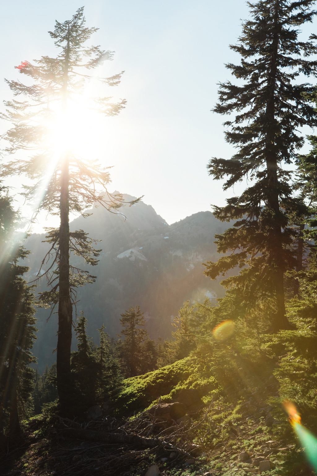 CindyGiovagnoli_Redwoods_CraterLake_MountRainier_PNW_National_Park_trees_camp_road_trip-006.jpg