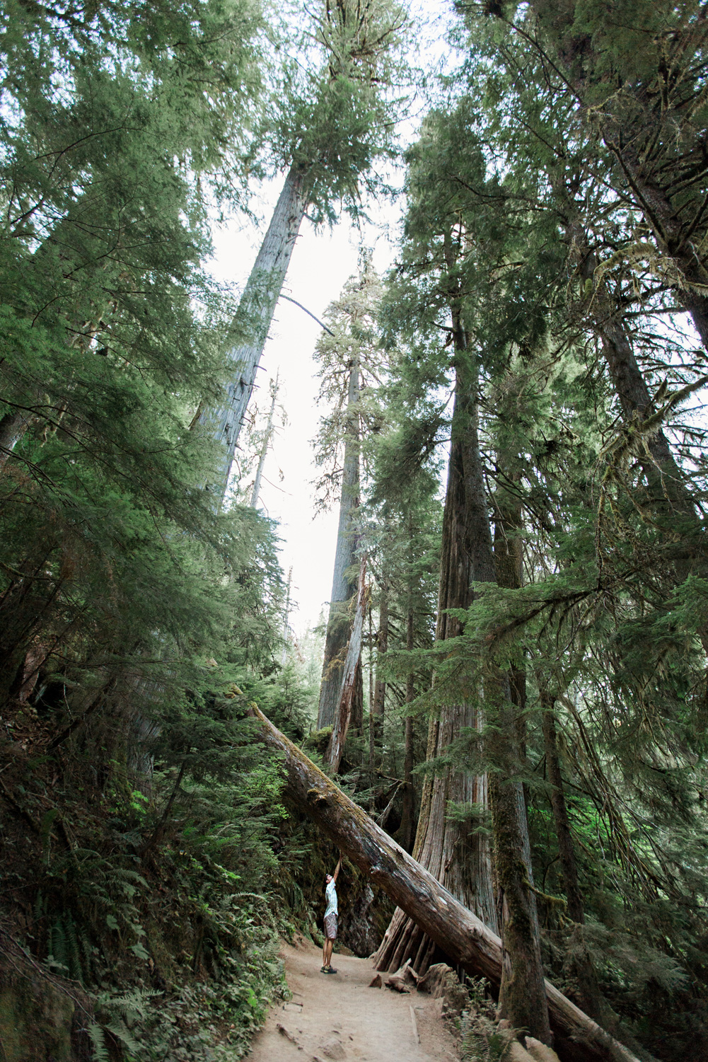 CindyGiovagnoli_Redwoods_CraterLake_MountRainier_PNW_National_Park_trees_camp_road_trip-013.jpg