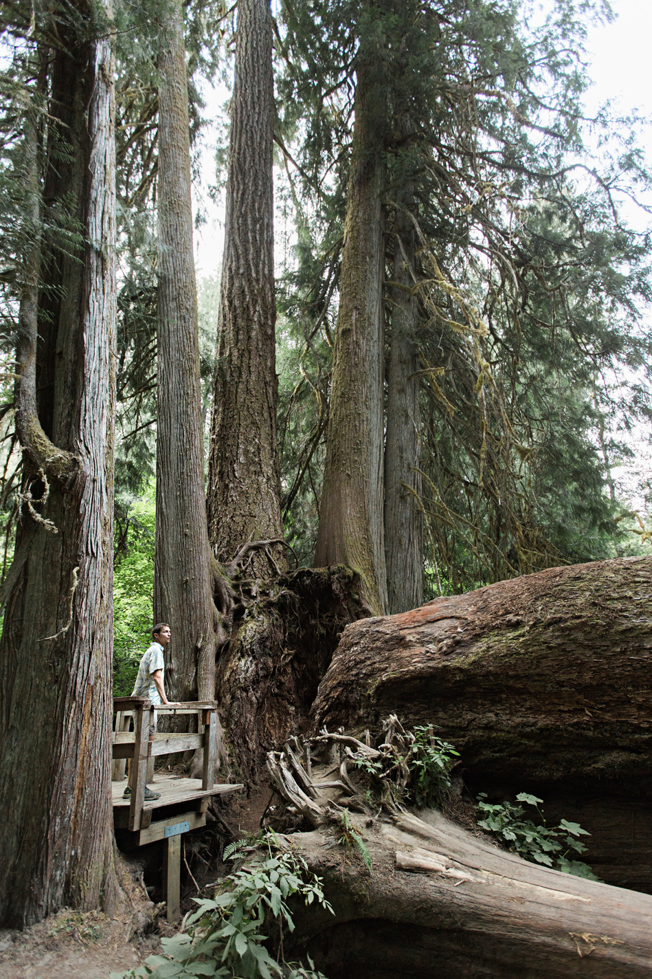 CindyGiovagnoli_Redwoods_CraterLake_MountRainier_PNW_National_Park_trees_camp_road_trip-021.jpg