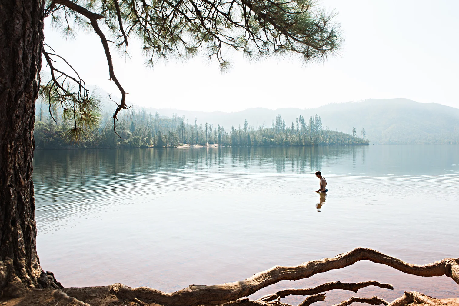 CindyGiovagnoli_Redwoods_National_Park_Whiskeytown_Reservoir_Pacific_Ocean_elk-004.jpg