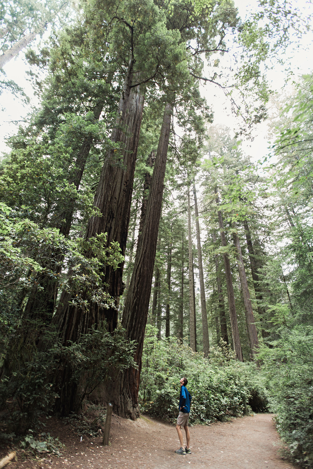 CindyGiovagnoli_Redwoods_National_Park_Whiskeytown_Reservoir_Pacific_Ocean_elk-013.jpg