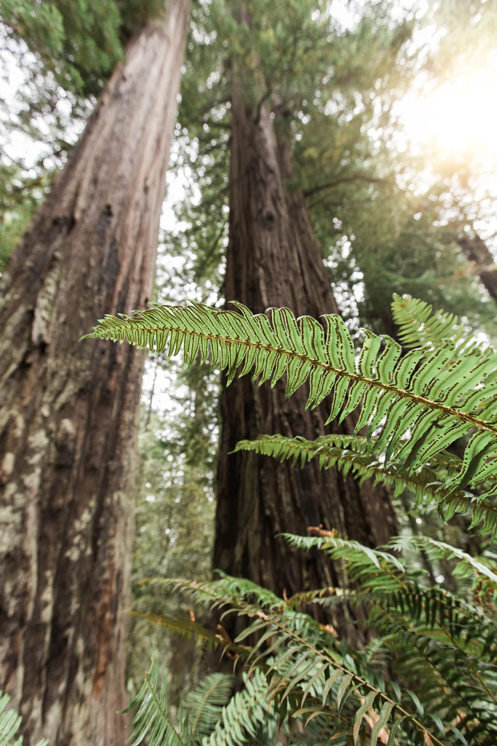 CindyGiovagnoli_Redwoods_National_Park_Whiskeytown_Reservoir_Pacific_Ocean_elk-014.jpg