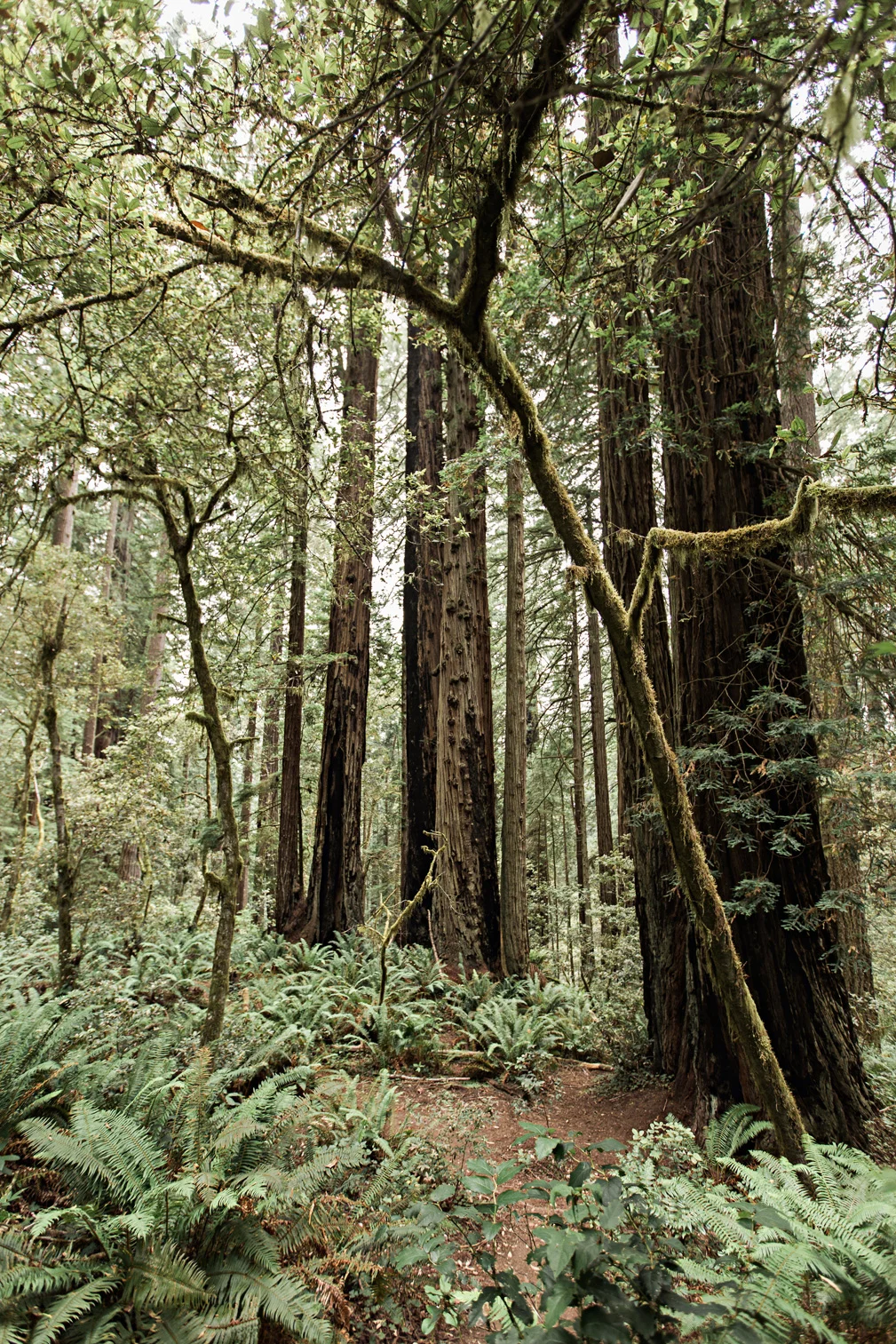 CindyGiovagnoli_Redwoods_National_Park_Whiskeytown_Reservoir_Pacific_Ocean_elk-016.jpg