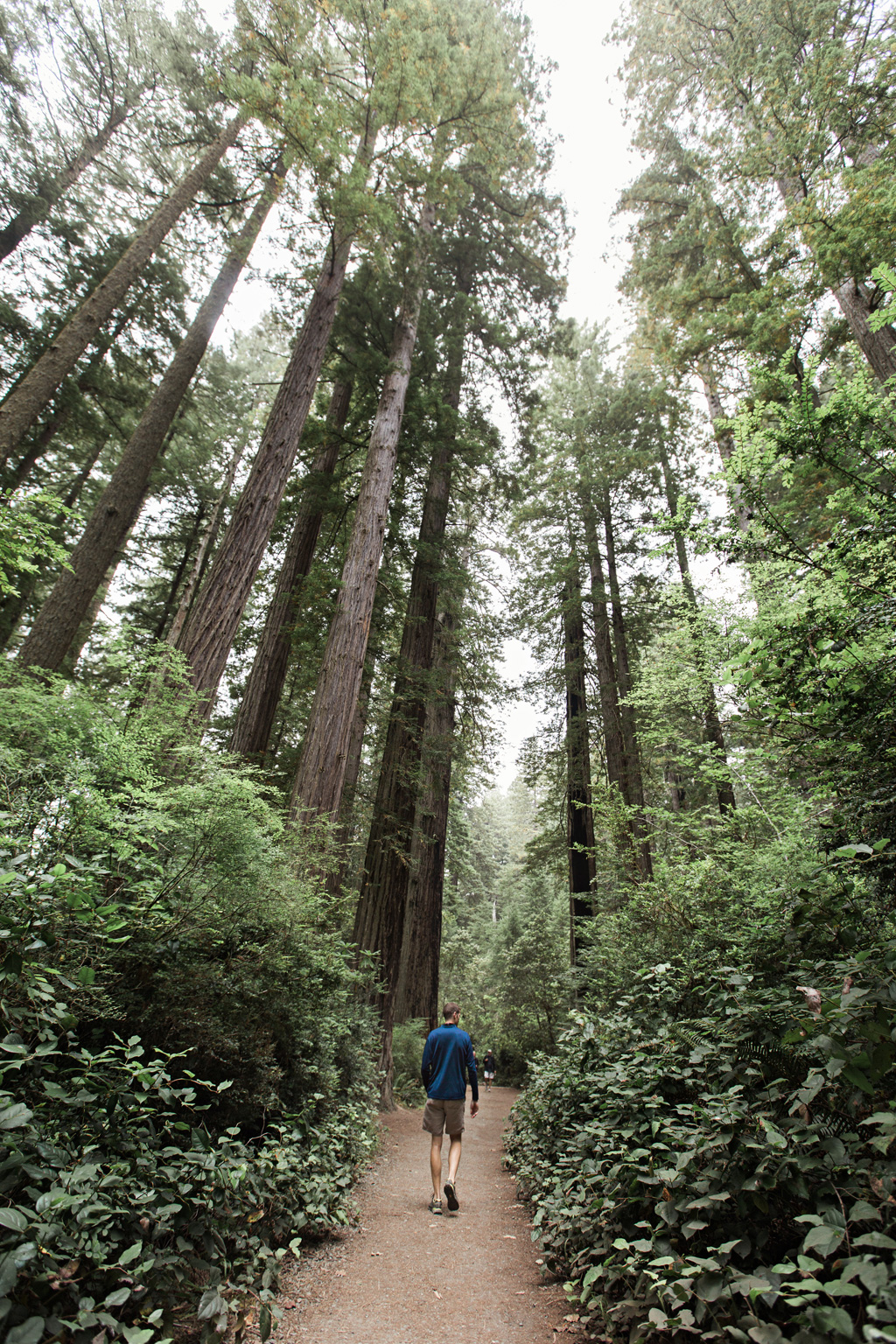 CindyGiovagnoli_Redwoods_National_Park_Whiskeytown_Reservoir_Pacific_Ocean_elk-017.jpg