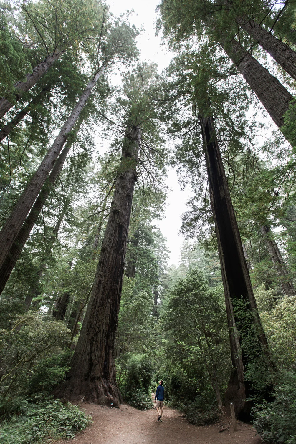 CindyGiovagnoli_Redwoods_National_Park_Whiskeytown_Reservoir_Pacific_Ocean_elk-019.jpg