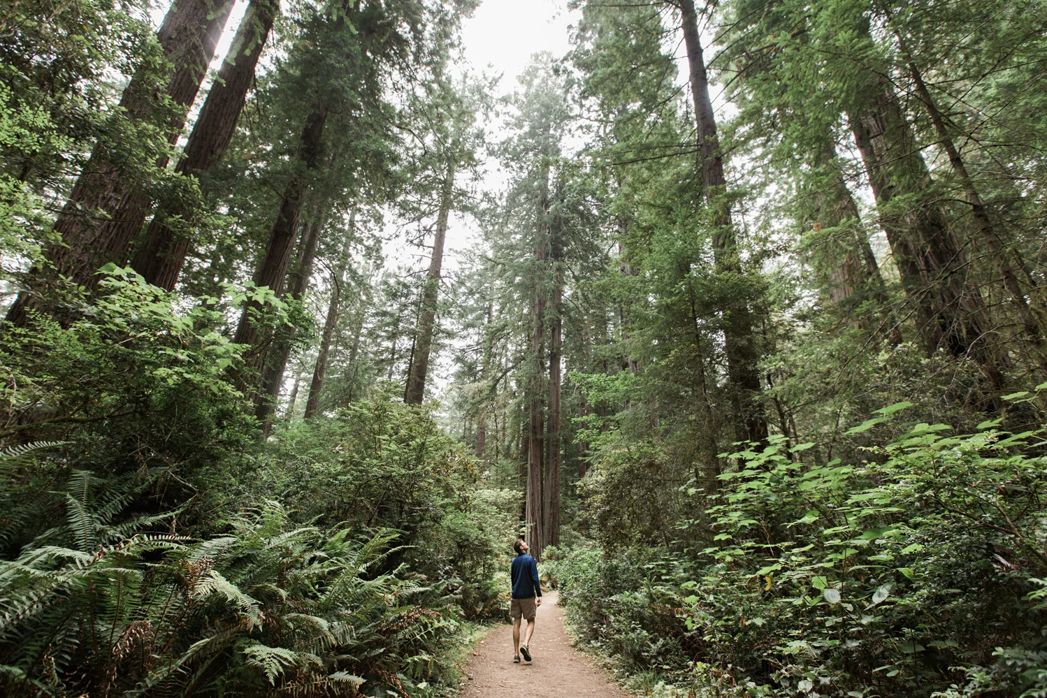 CindyGiovagnoli_Redwoods_National_Park_Whiskeytown_Reservoir_Pacific_Ocean_elk-022.jpg