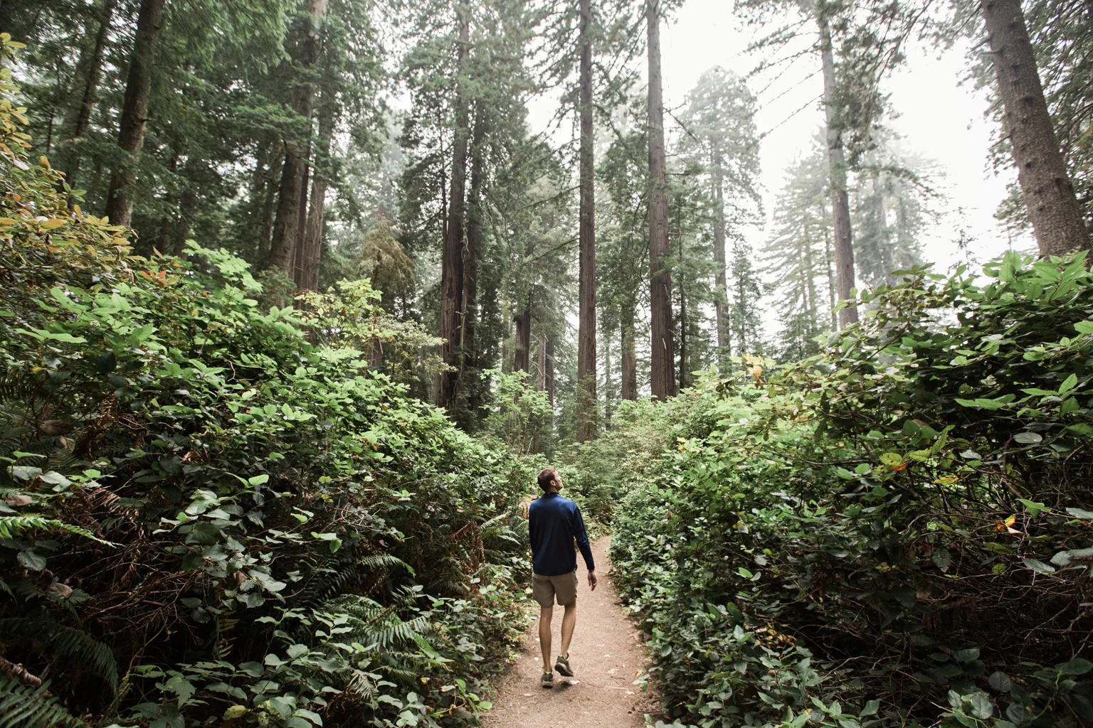 CindyGiovagnoli_Redwoods_National_Park_Whiskeytown_Reservoir_Pacific_Ocean_elk-025.jpg