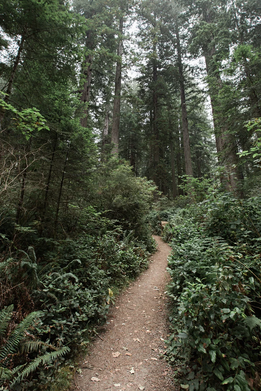 CindyGiovagnoli_Redwoods_National_Park_Whiskeytown_Reservoir_Pacific_Ocean_elk-023.jpg
