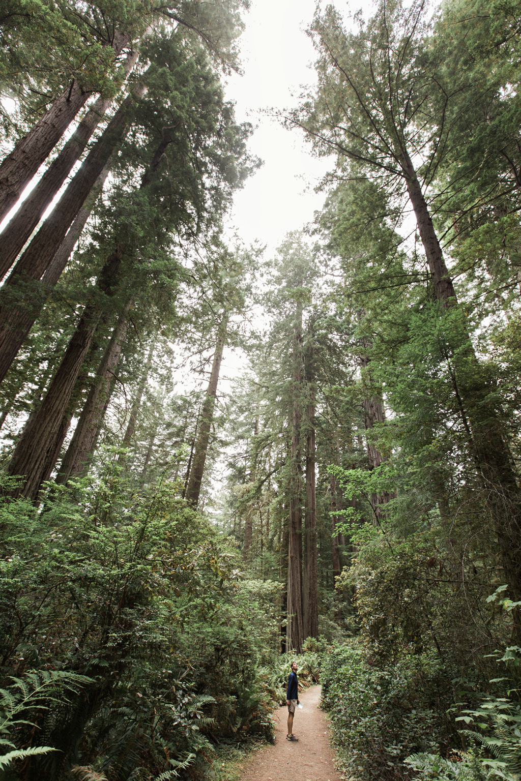 CindyGiovagnoli_Redwoods_National_Park_Whiskeytown_Reservoir_Pacific_Ocean_elk-024.jpg