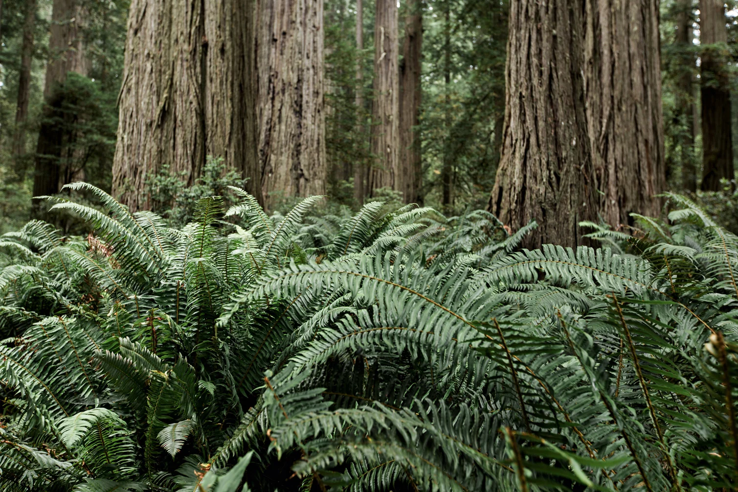 CindyGiovagnoli_Redwoods_National_Park_Whiskeytown_Reservoir_Pacific_Ocean_elk-028.jpg