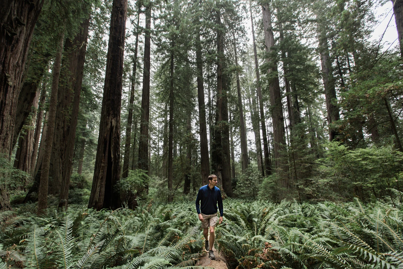 CindyGiovagnoli_Redwoods_National_Park_Whiskeytown_Reservoir_Pacific_Ocean_elk-033.jpg