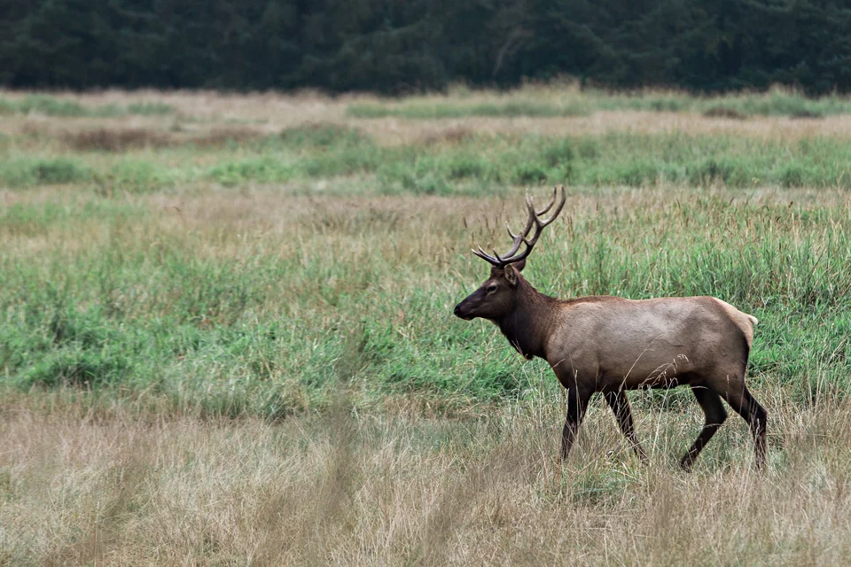 CindyGiovagnoli_Redwoods_National_Park_Whiskeytown_Reservoir_Pacific_Ocean_elk-042.jpg