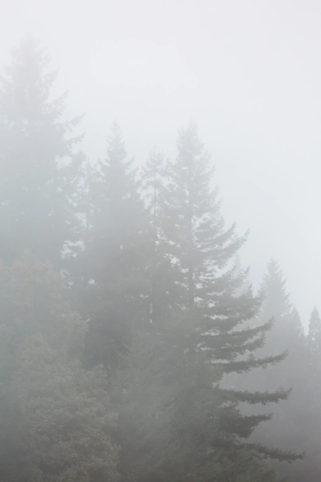 CindyGiovagnoli_Redwoods_National_Park_Whiskeytown_Reservoir_Pacific_Ocean_elk-041.jpg