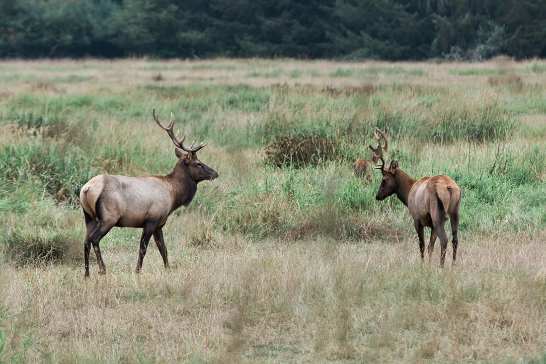 CindyGiovagnoli_Redwoods_National_Park_Whiskeytown_Reservoir_Pacific_Ocean_elk-046.jpg