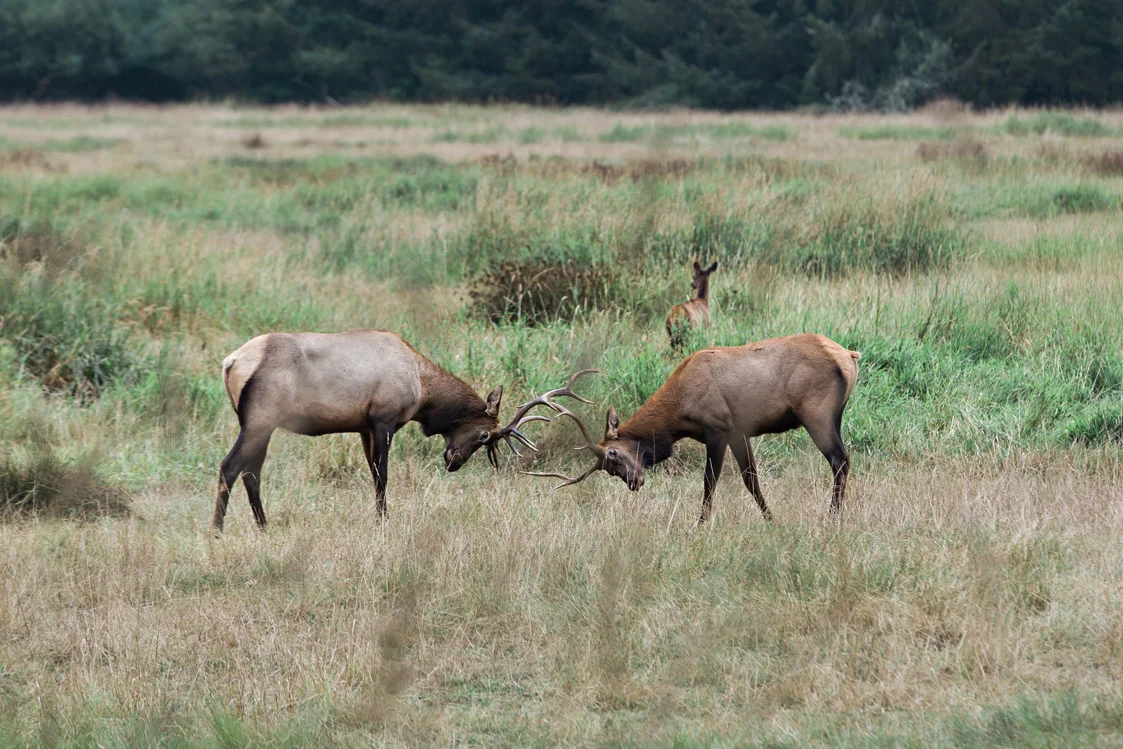 CindyGiovagnoli_Redwoods_National_Park_Whiskeytown_Reservoir_Pacific_Ocean_elk-047.jpg