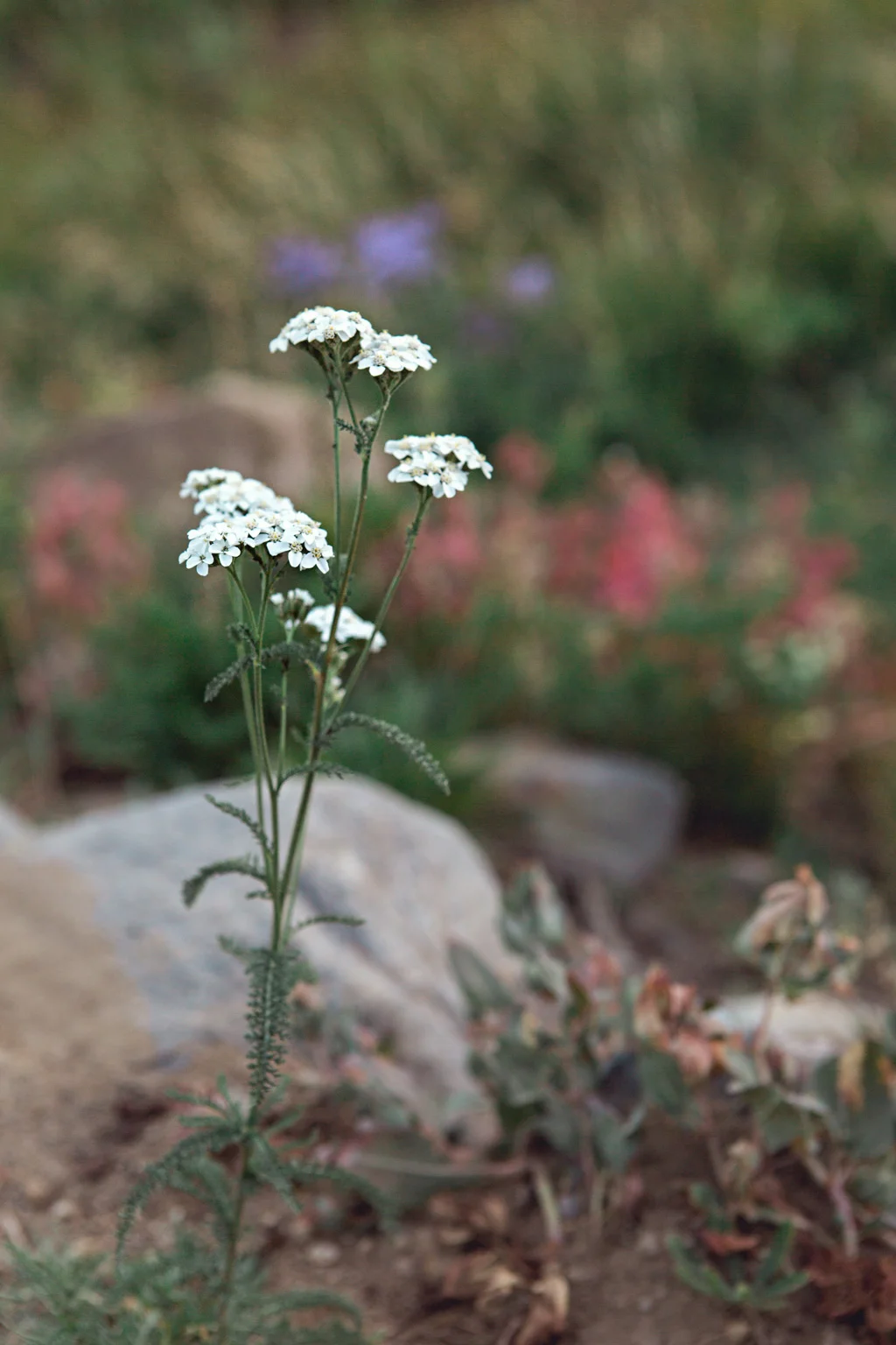 CindyGiovagnoli_Mount_Rainier_National_Park_Washington-009.jpg