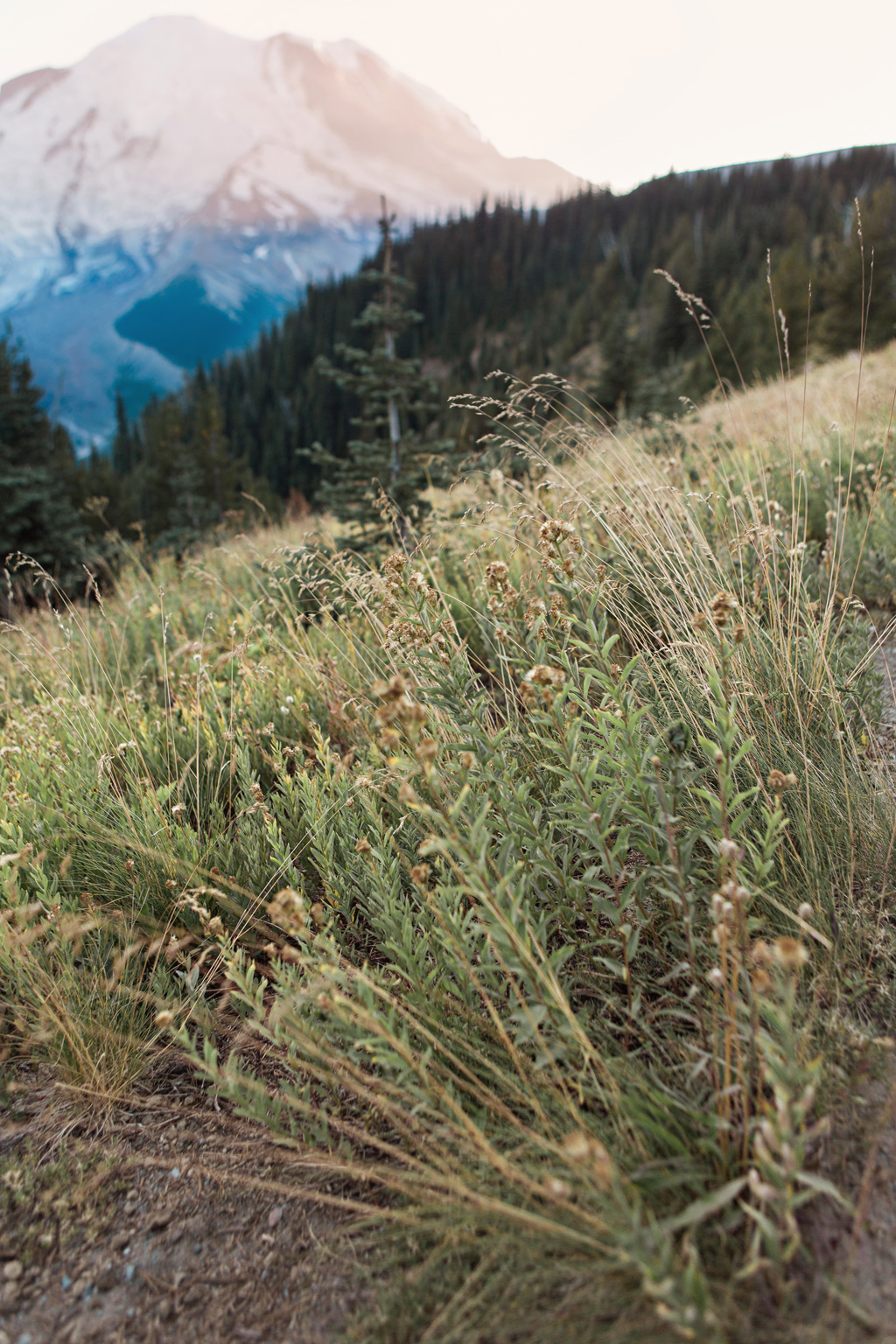 CindyGiovagnoli_Mount_Rainier_National_Park_Washington-027.jpg