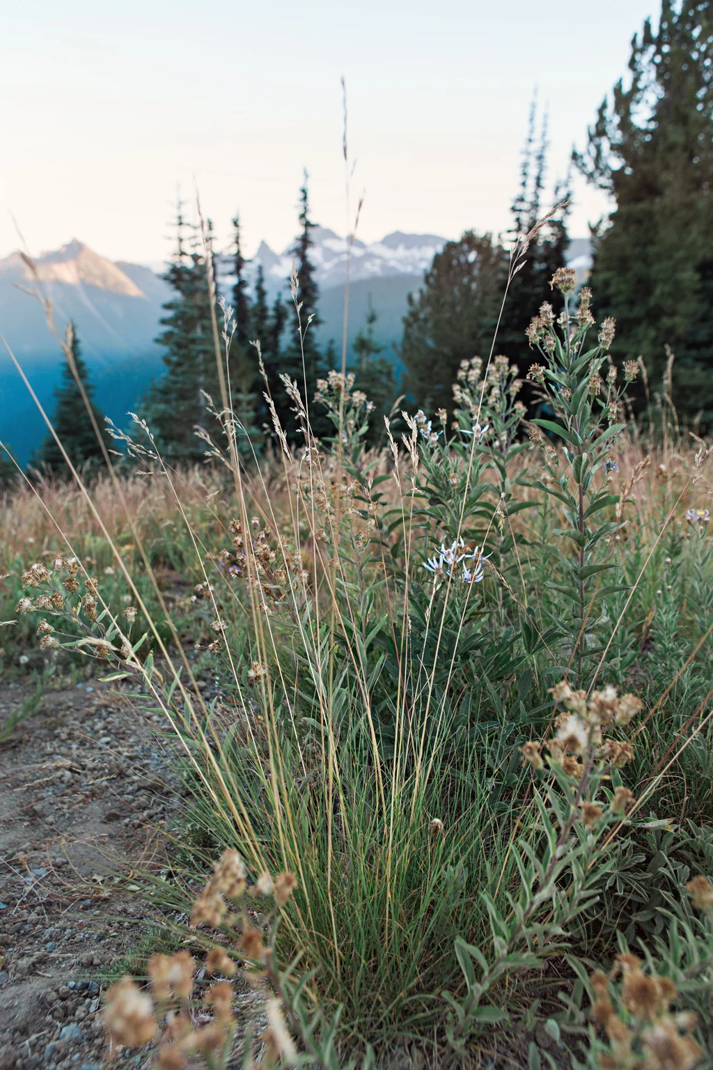 CindyGiovagnoli_Mount_Rainier_National_Park_Washington-031.jpg