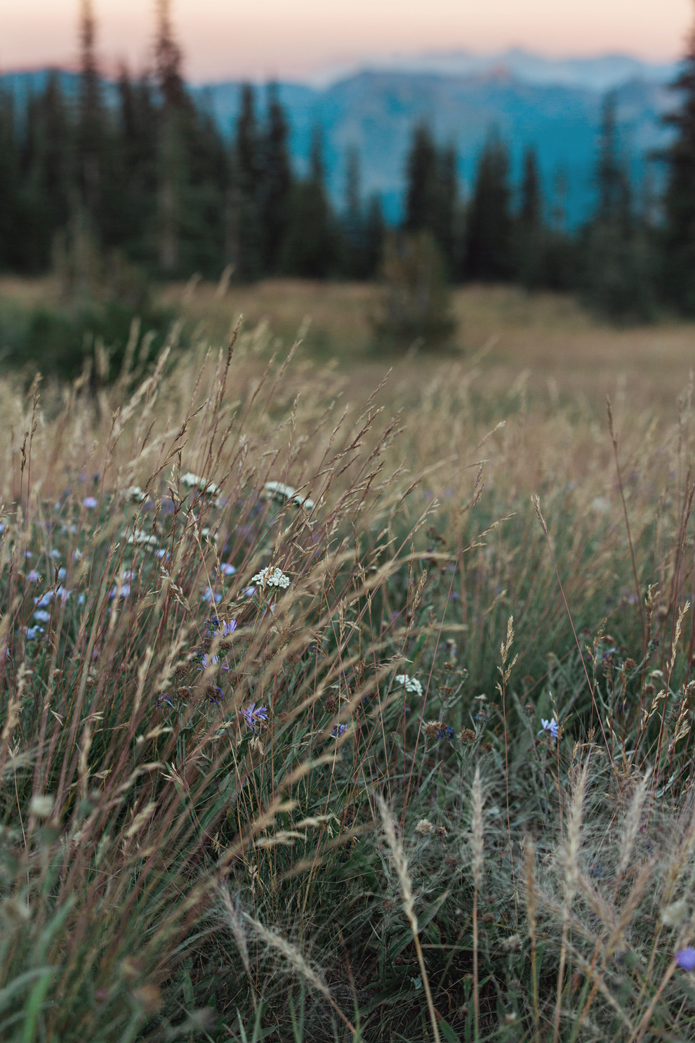 CindyGiovagnoli_Mount_Rainier_National_Park_Washington-033.jpg