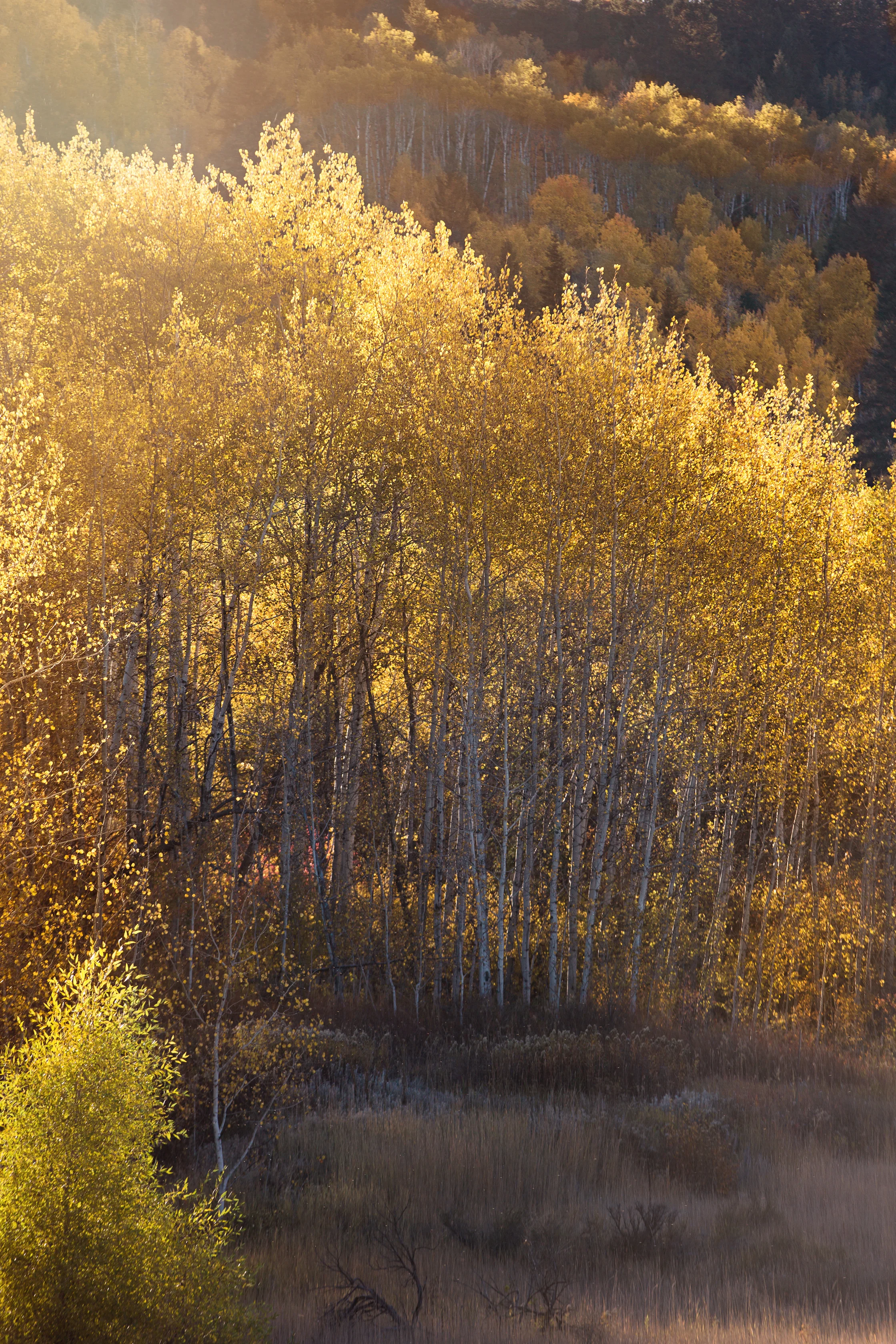 Cindy_Giovagnoli_Idaho_Wyoming_Grand_Teton_National_Park_autumn_aspens_camping_mountains-010.jpg