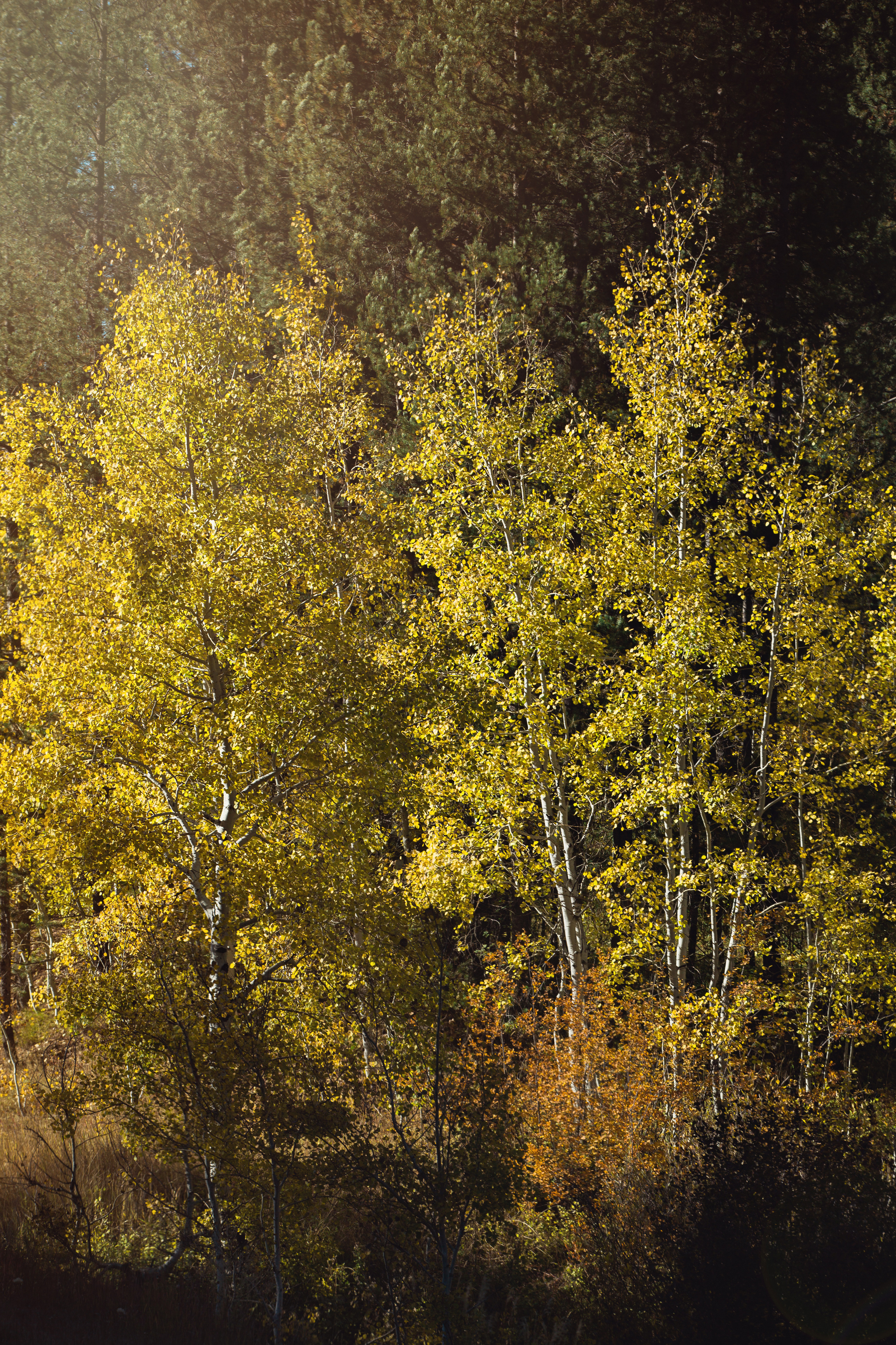 Cindy_Giovagnoli_Idaho_Wyoming_Grand_Teton_National_Park_autumn_aspens_camping_mountains-019.jpg