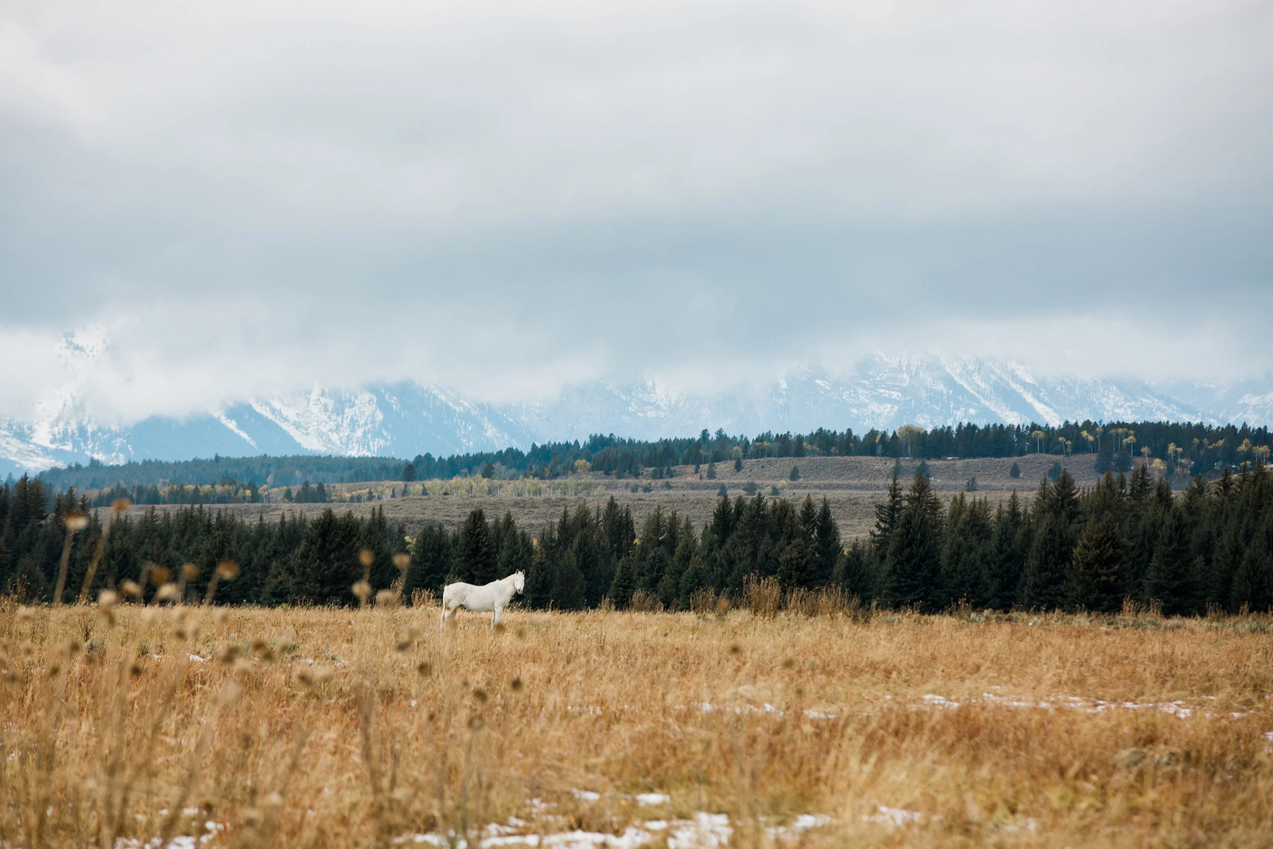 CindyGiovagnoli_Grand_Teton_National_Park_mountains_Bison_Autumn_Wyoming_Mormon_Row_aspens_fall_outdoor_photographer-008.jpg