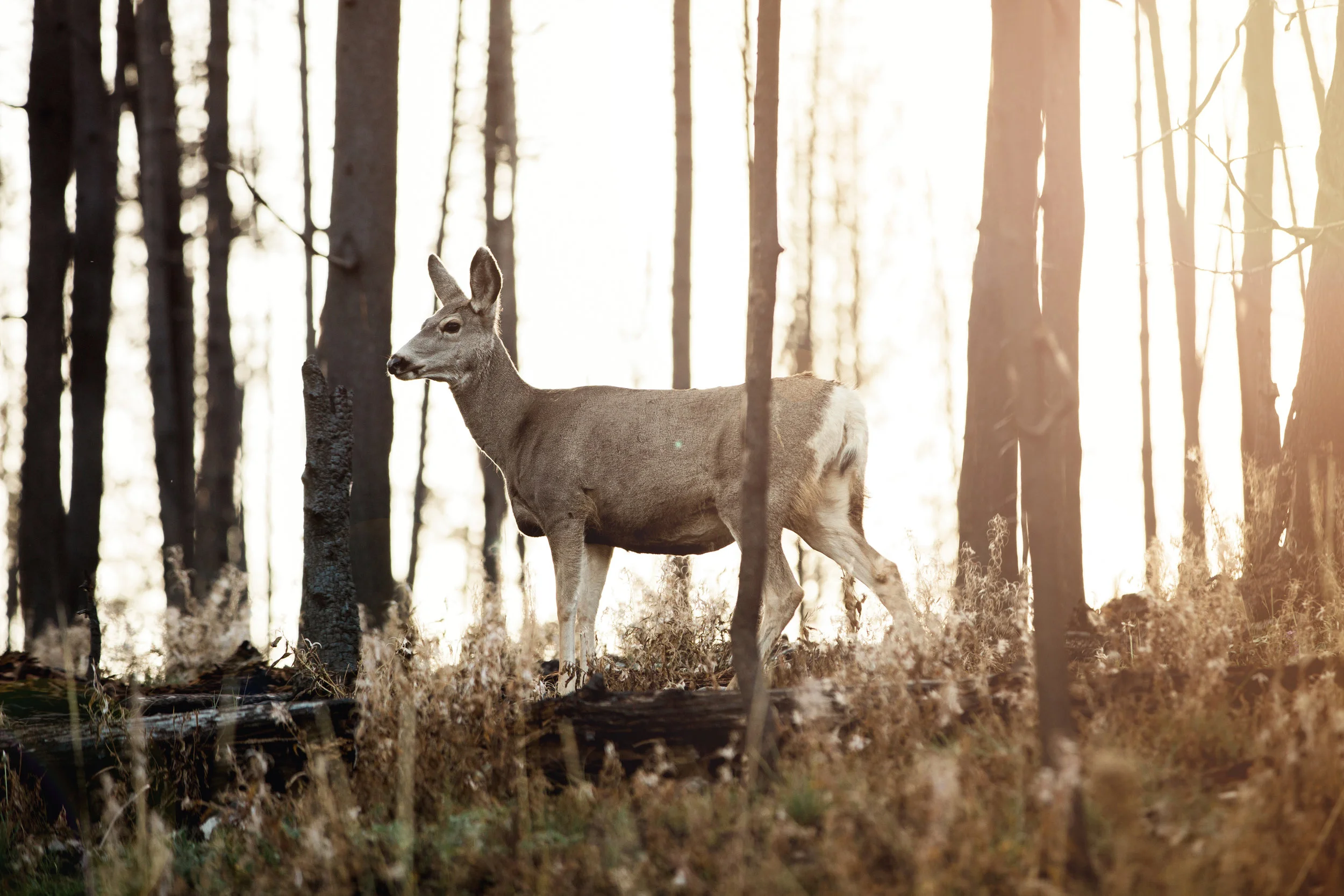 CindyGiovagnoli_Yellowstone_Grand_Teton_National_Park_Wyoming_mountains_deer_sunset_fall_autumn_October_alpenglow-006.jpg