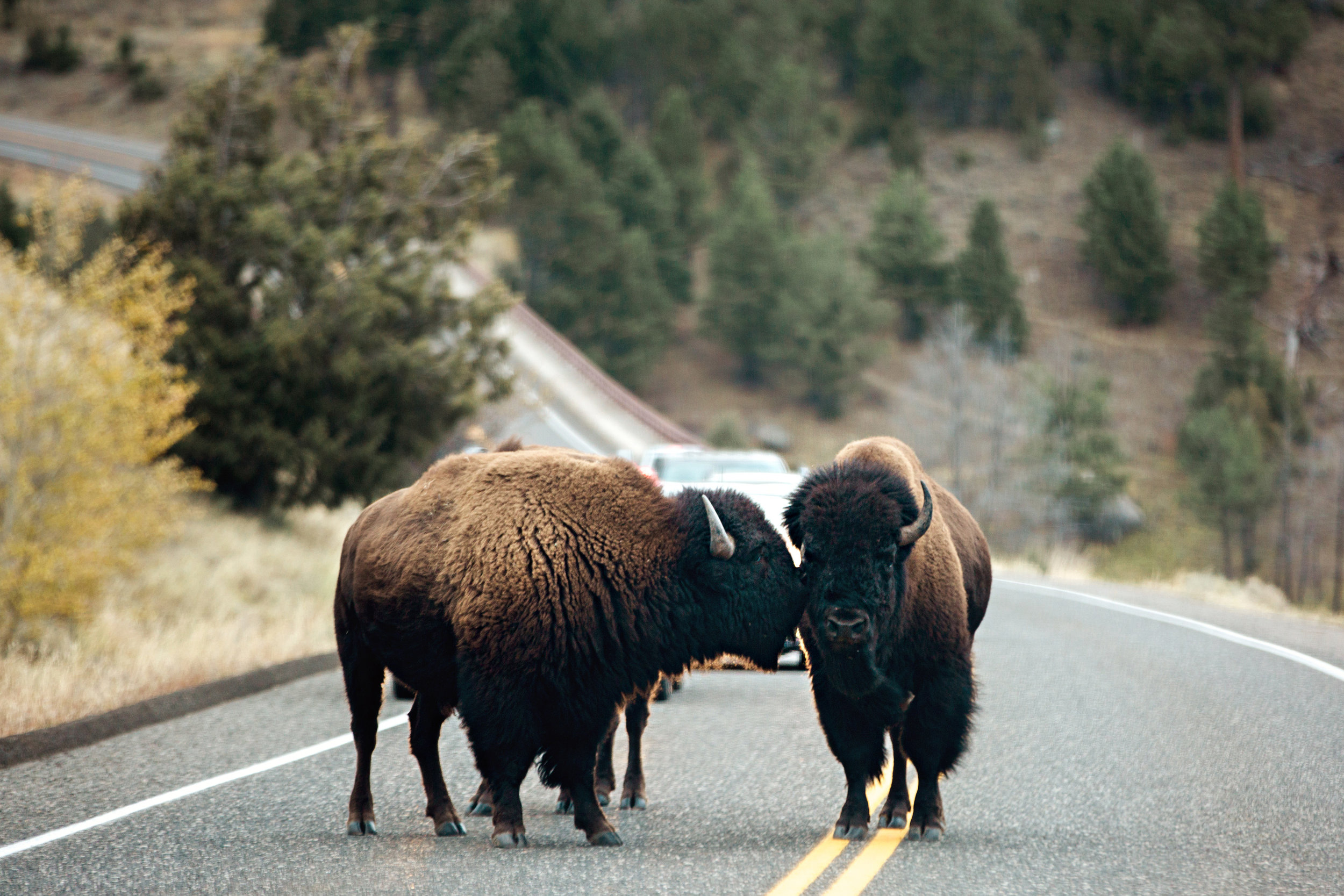 CindyGiovagnoli_Yellowstone_National_Park_Montana_Wyoming_bison_pronghorn_snow_elk_truckcamping-011.jpg