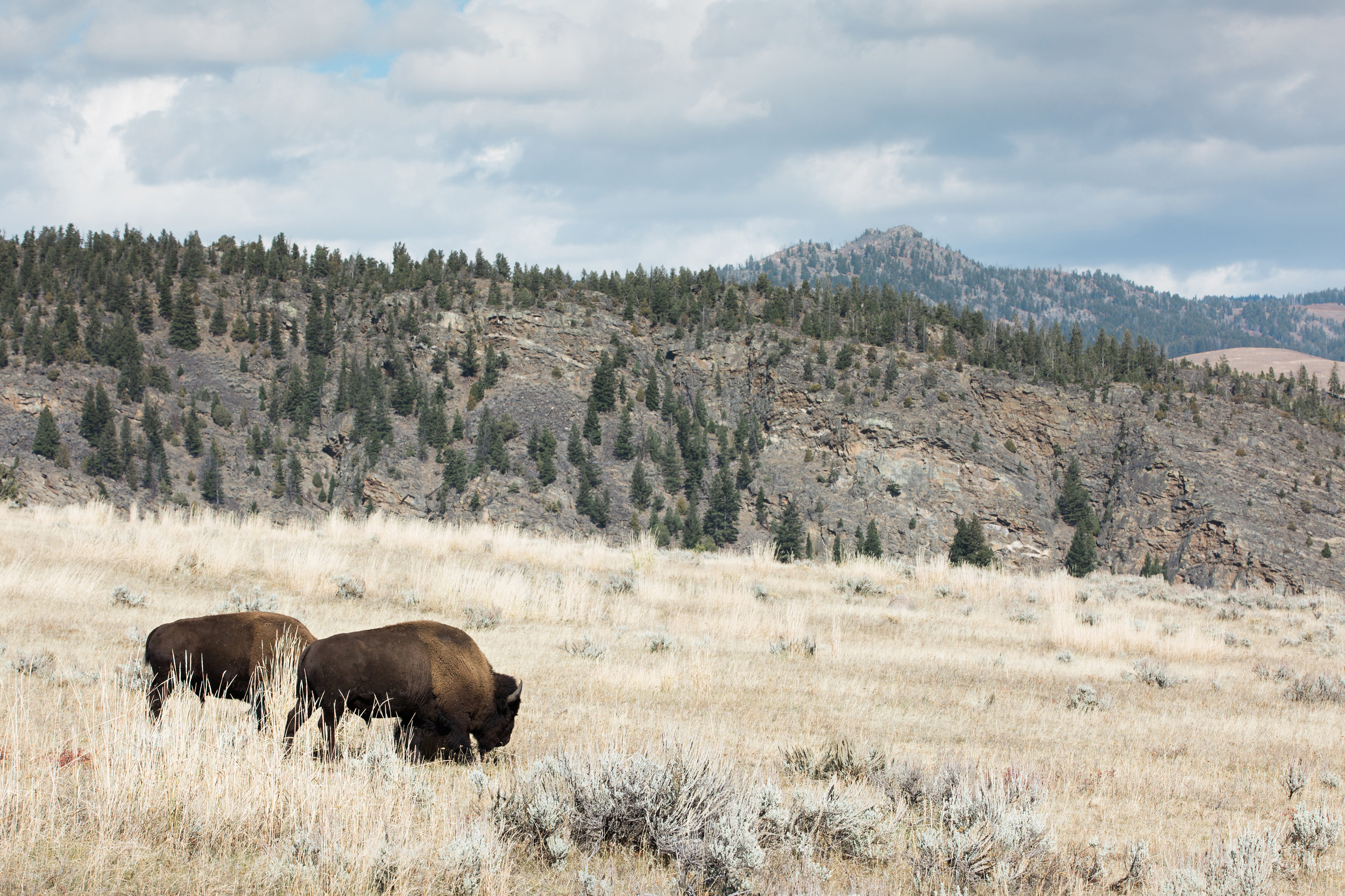 CindyGiovagnoli_Yellowstone_National_Park_Montana_Wyoming_bison_pronghorn_snow_elk_truckcamping-013.jpg