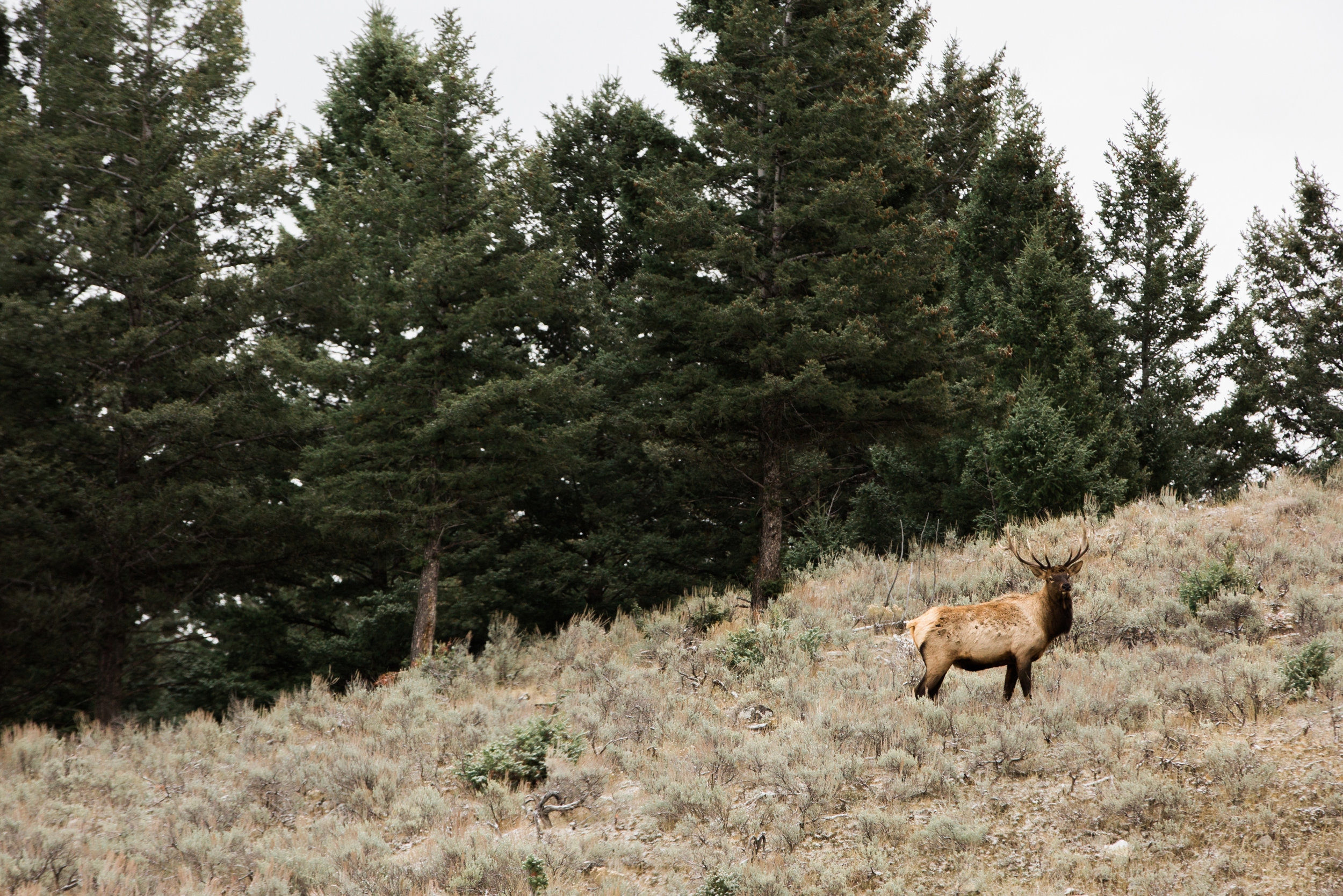 CindyGiovagnoli_Yellowstone_National_Park_Montana_Wyoming_bison_pronghorn_snow_elk_truckcamping-019.jpg