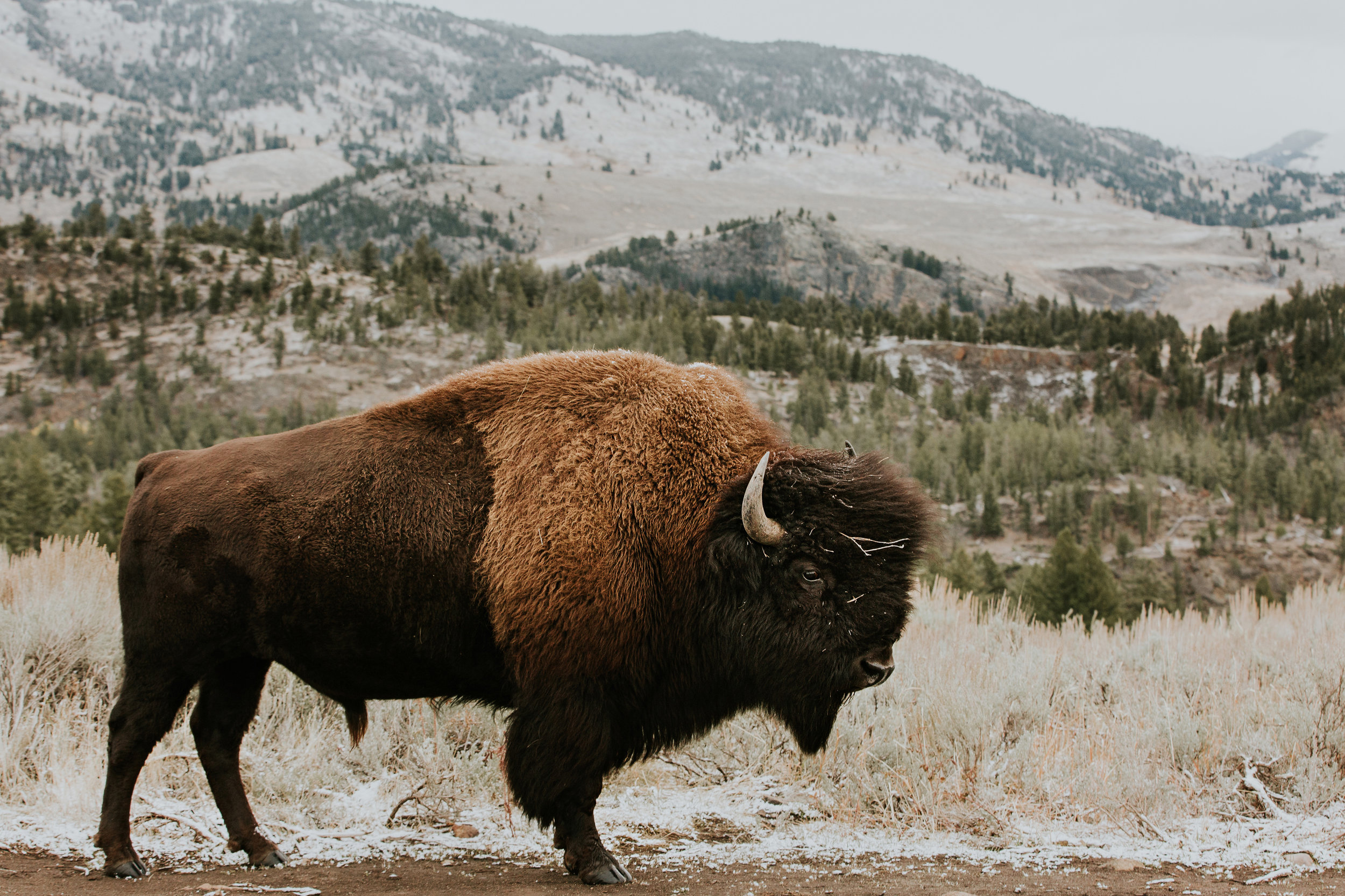 CindyGiovagnoli_Yellowstone_National_Park_Montana_Wyoming_bison_pronghorn_snow_elk_truckcamping-020.jpg