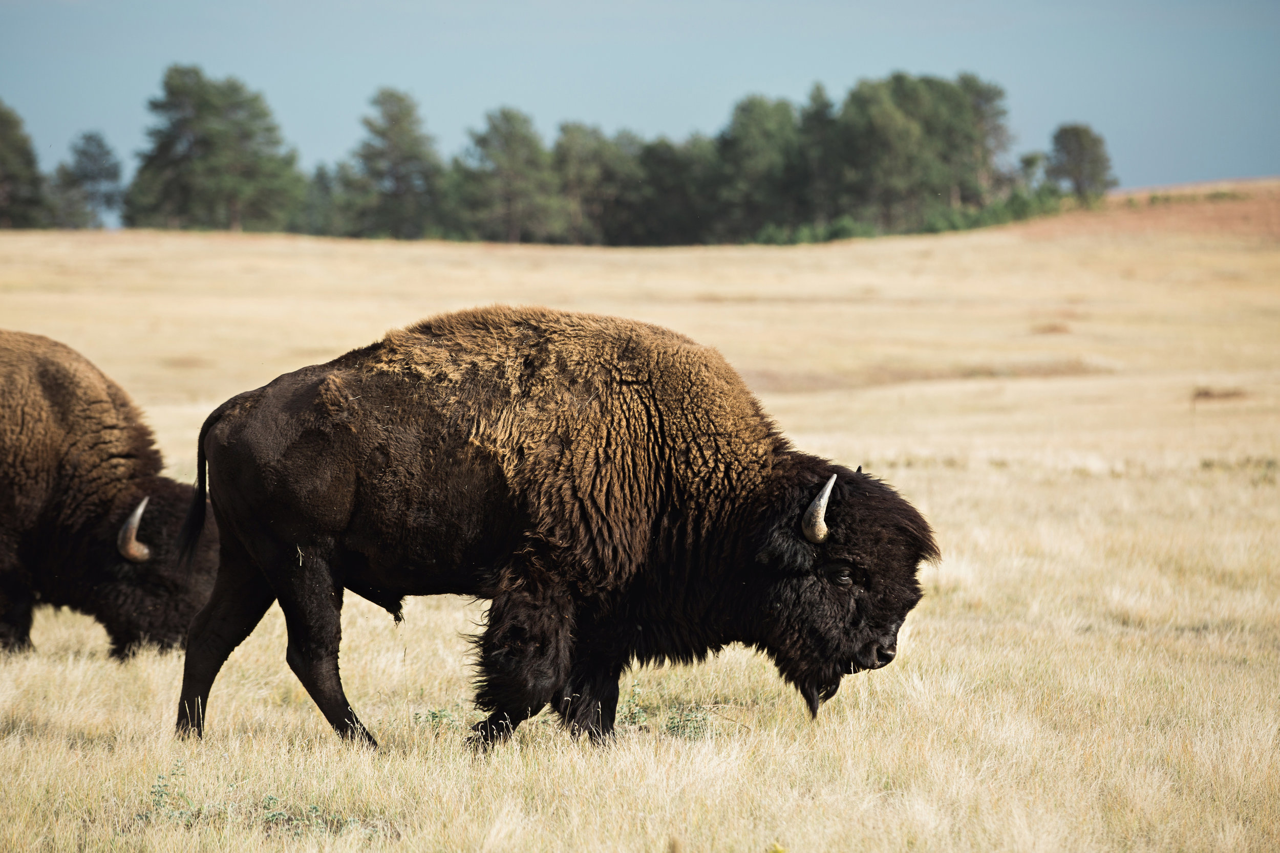 CindyGiovagnoli_South_Dakota_Wind_Cave_Badland_National_Park_Mount_Rushmore_bison_pronghorn_hiking_prairie-013.jpg