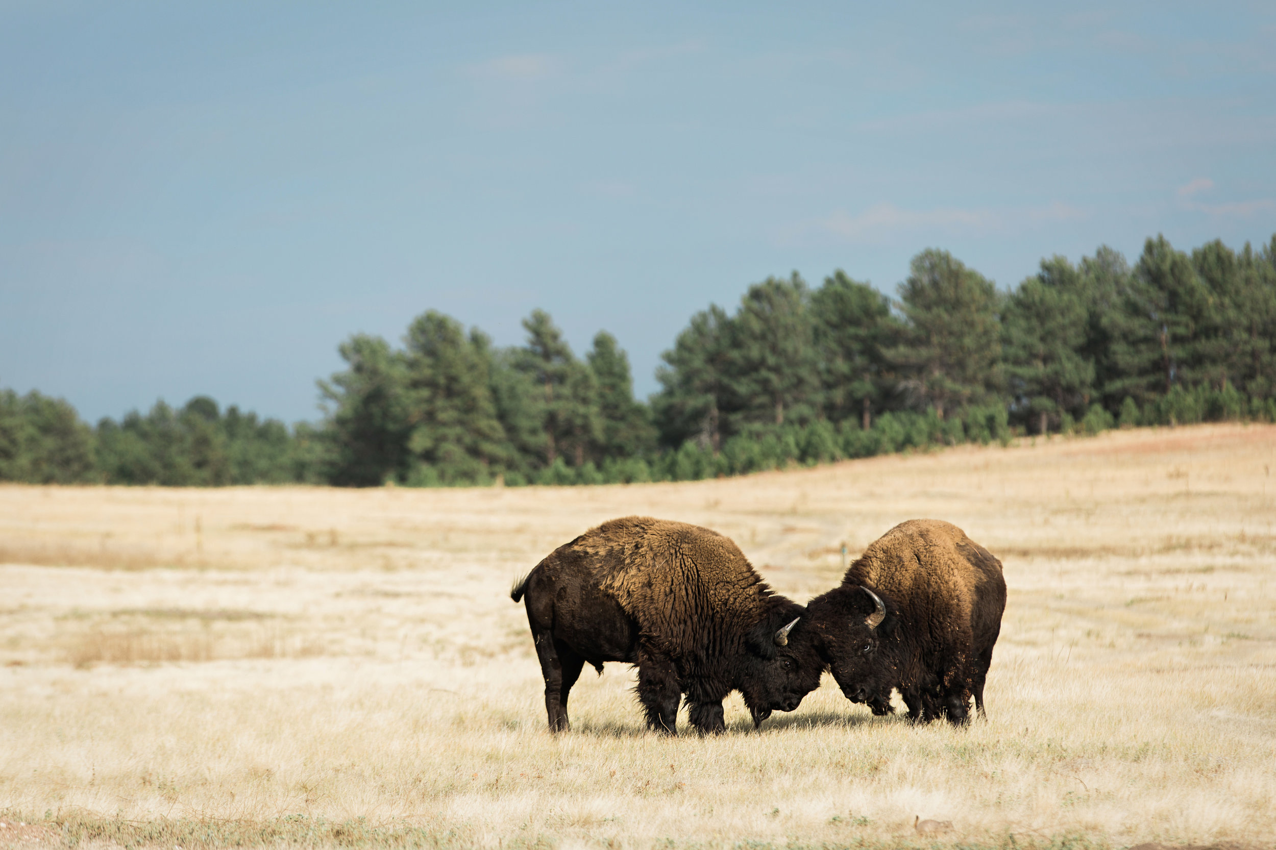 CindyGiovagnoli_South_Dakota_Wind_Cave_Badland_National_Park_Mount_Rushmore_bison_pronghorn_hiking_prairie-019.jpg