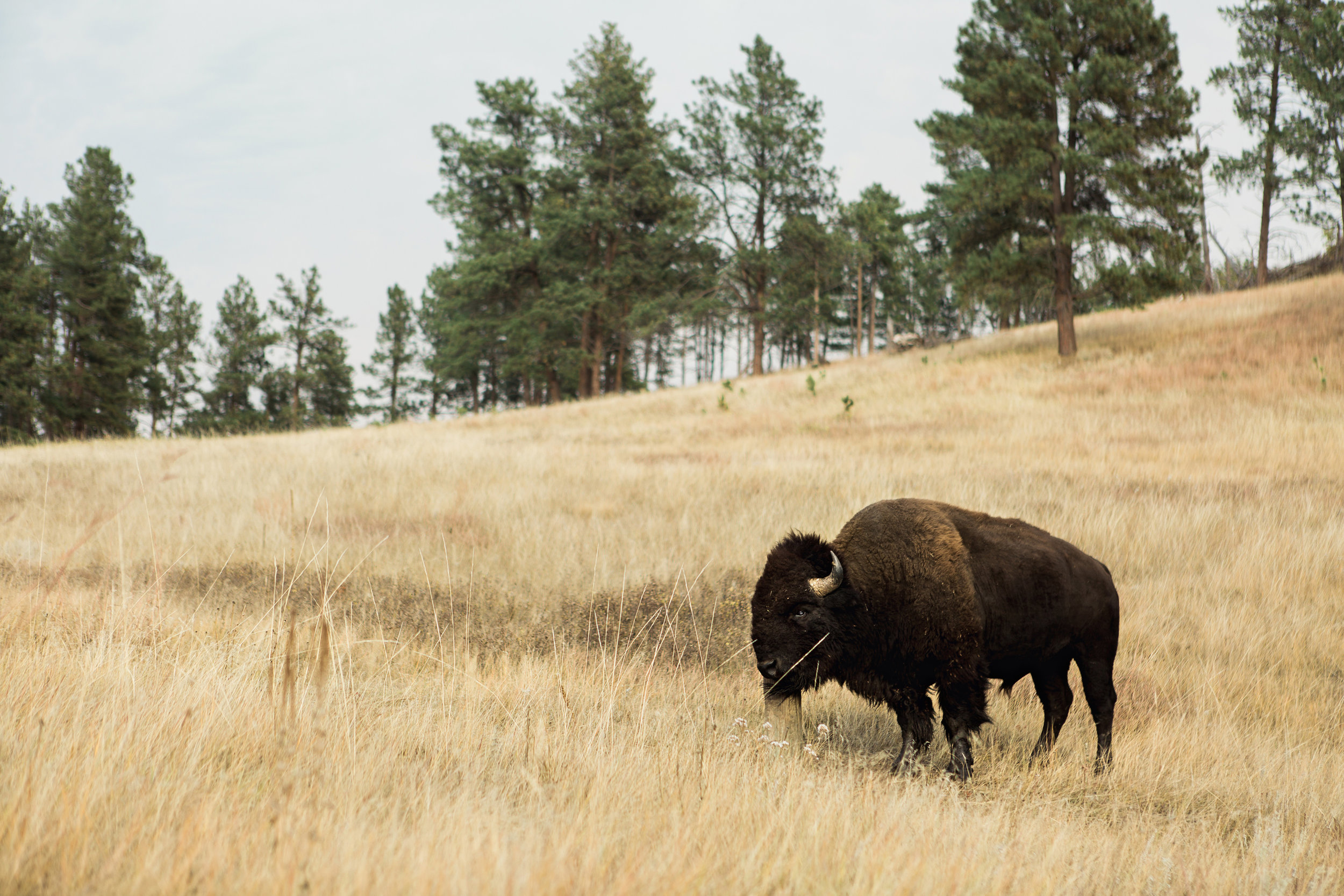 CindyGiovagnoli_South_Dakota_Wind_Cave_Badland_National_Park_Mount_Rushmore_bison_pronghorn_hiking_prairie-025.jpg