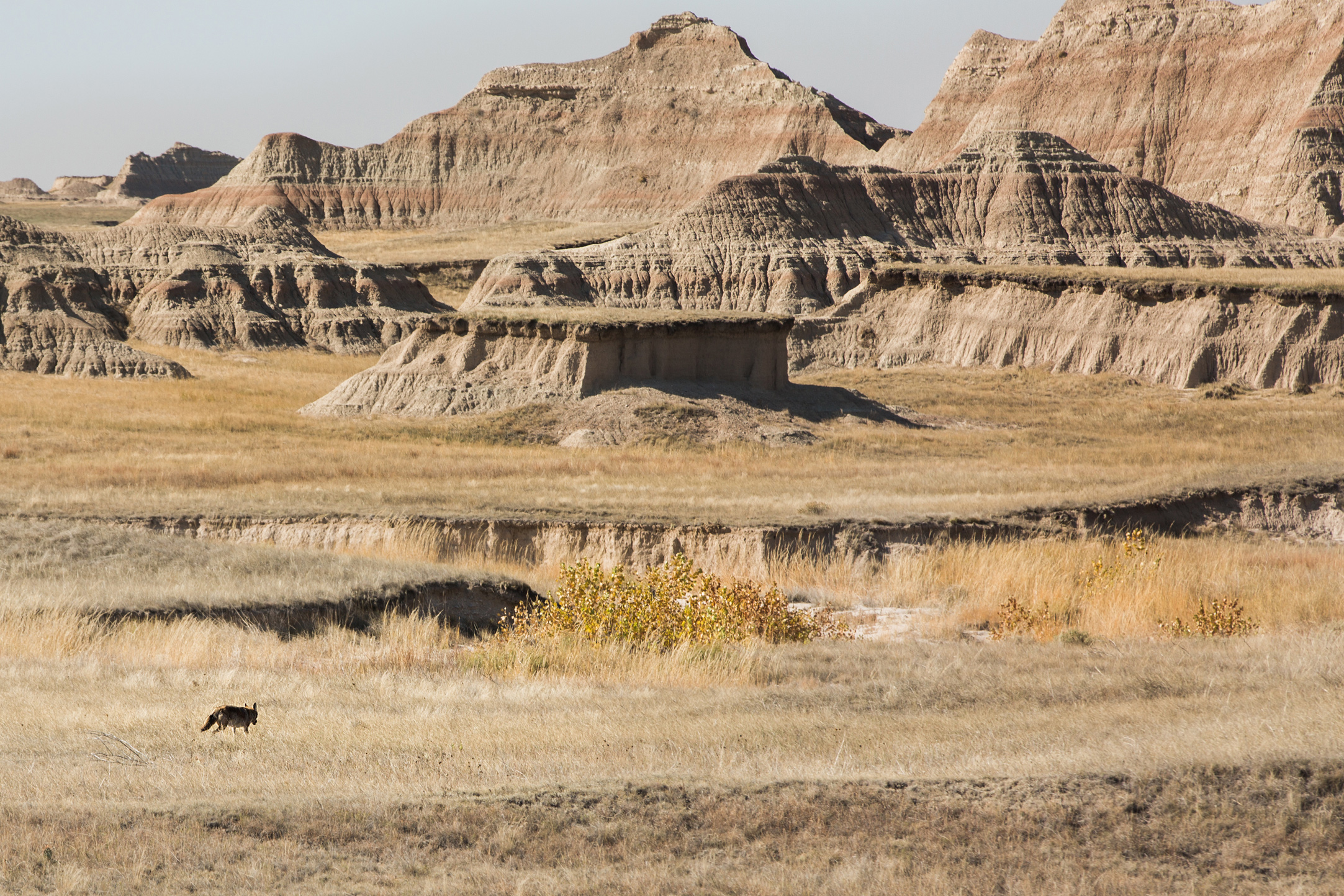 CindyGiovagnoli_South_Dakota_Wind_Cave_Badland_National_Park_Mount_Rushmore_bison_pronghorn_hiking_prairie-029.jpg