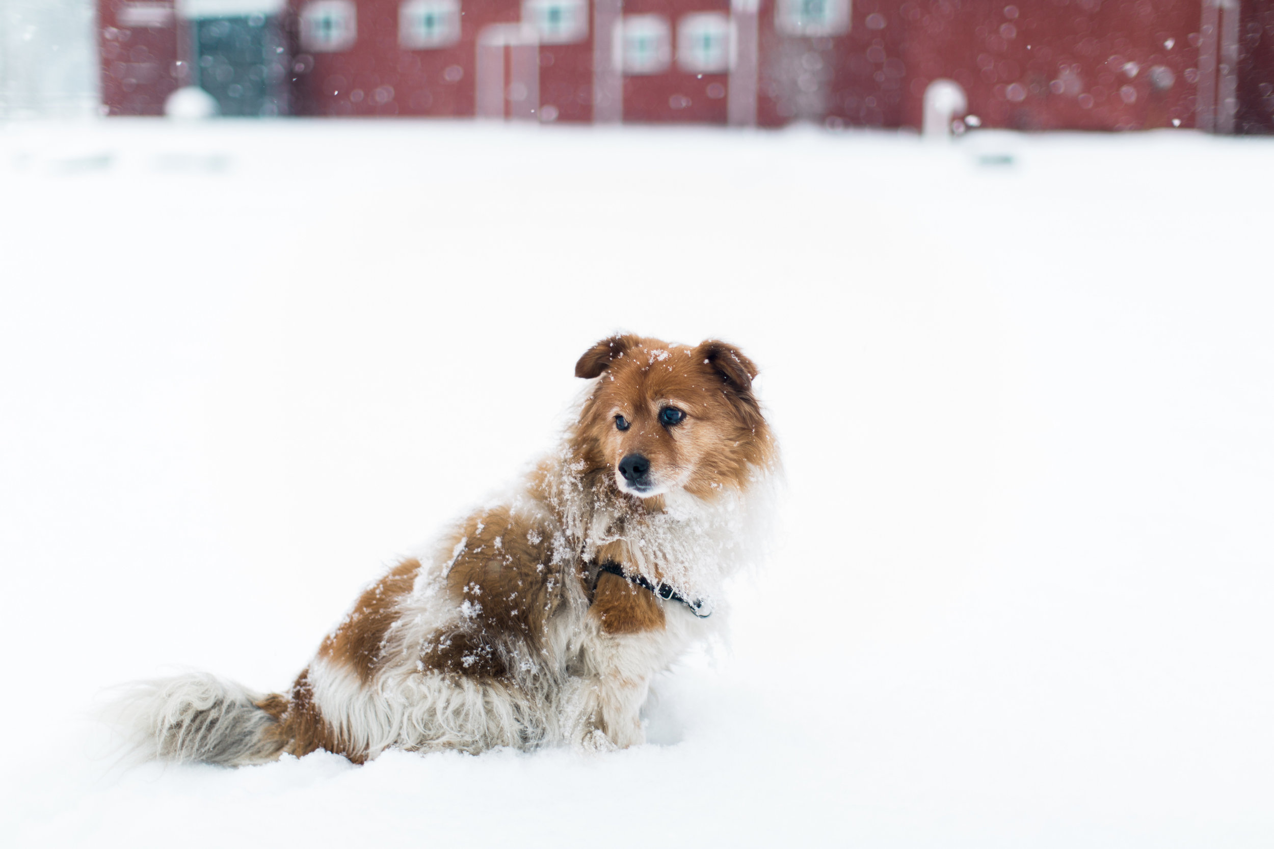 CindyGiovagnoli_New_Hampshire_New_England_snow_winter-004.jpg