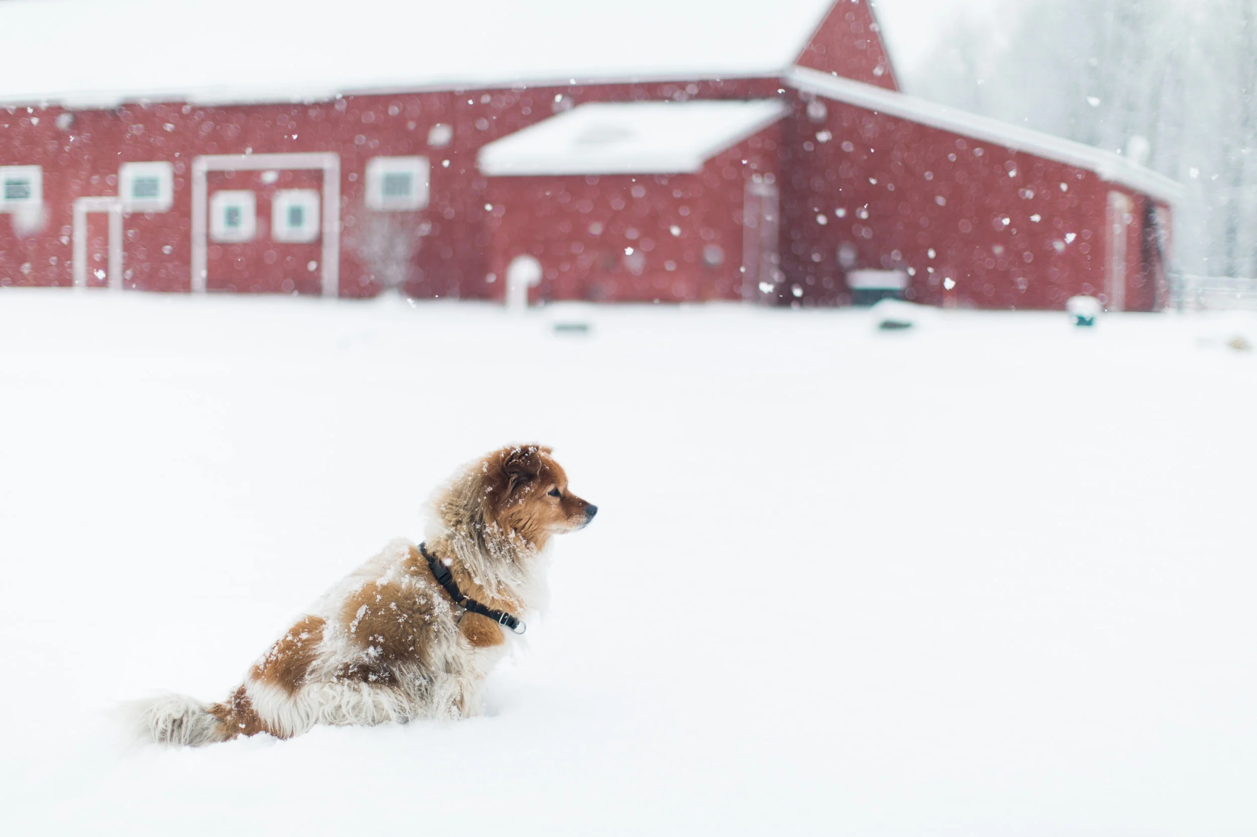 CindyGiovagnoli_New_Hampshire_New_England_snow_winter-005.jpg