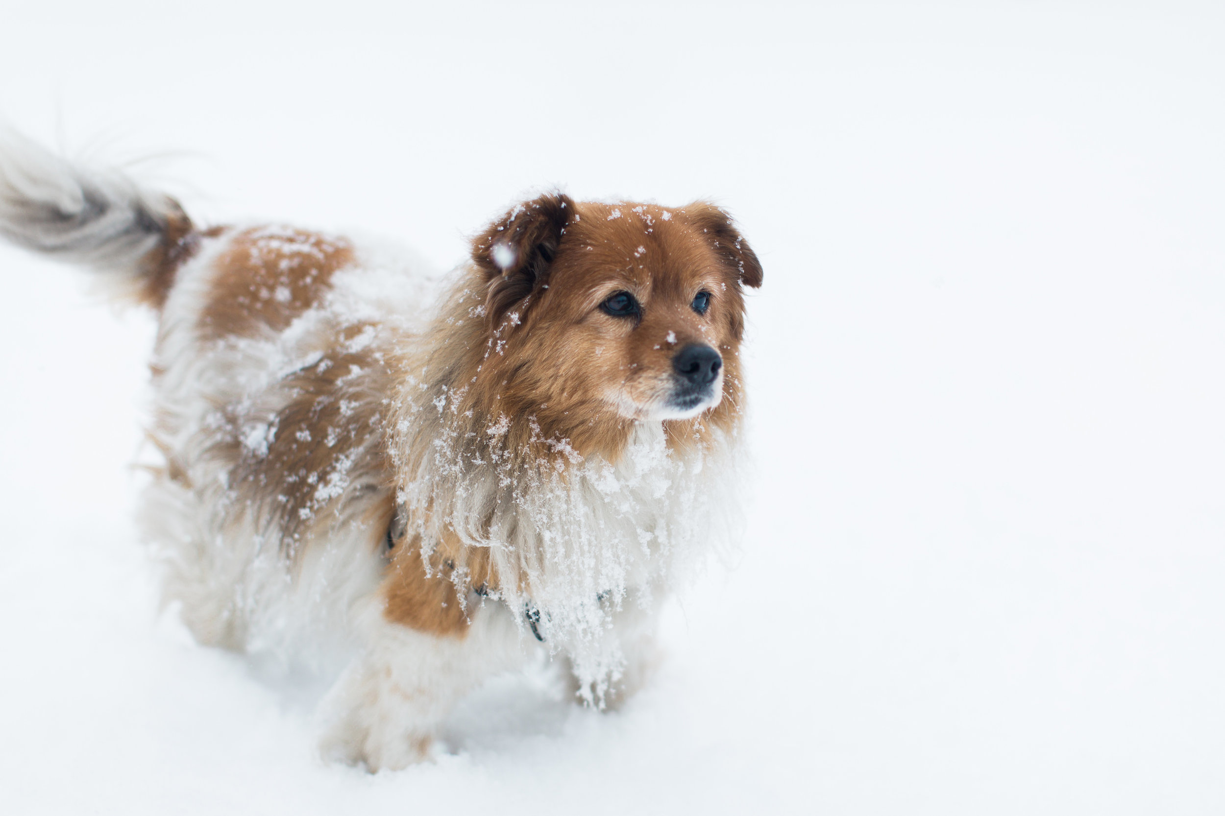 CindyGiovagnoli_New_Hampshire_New_England_snow_winter-008.jpg