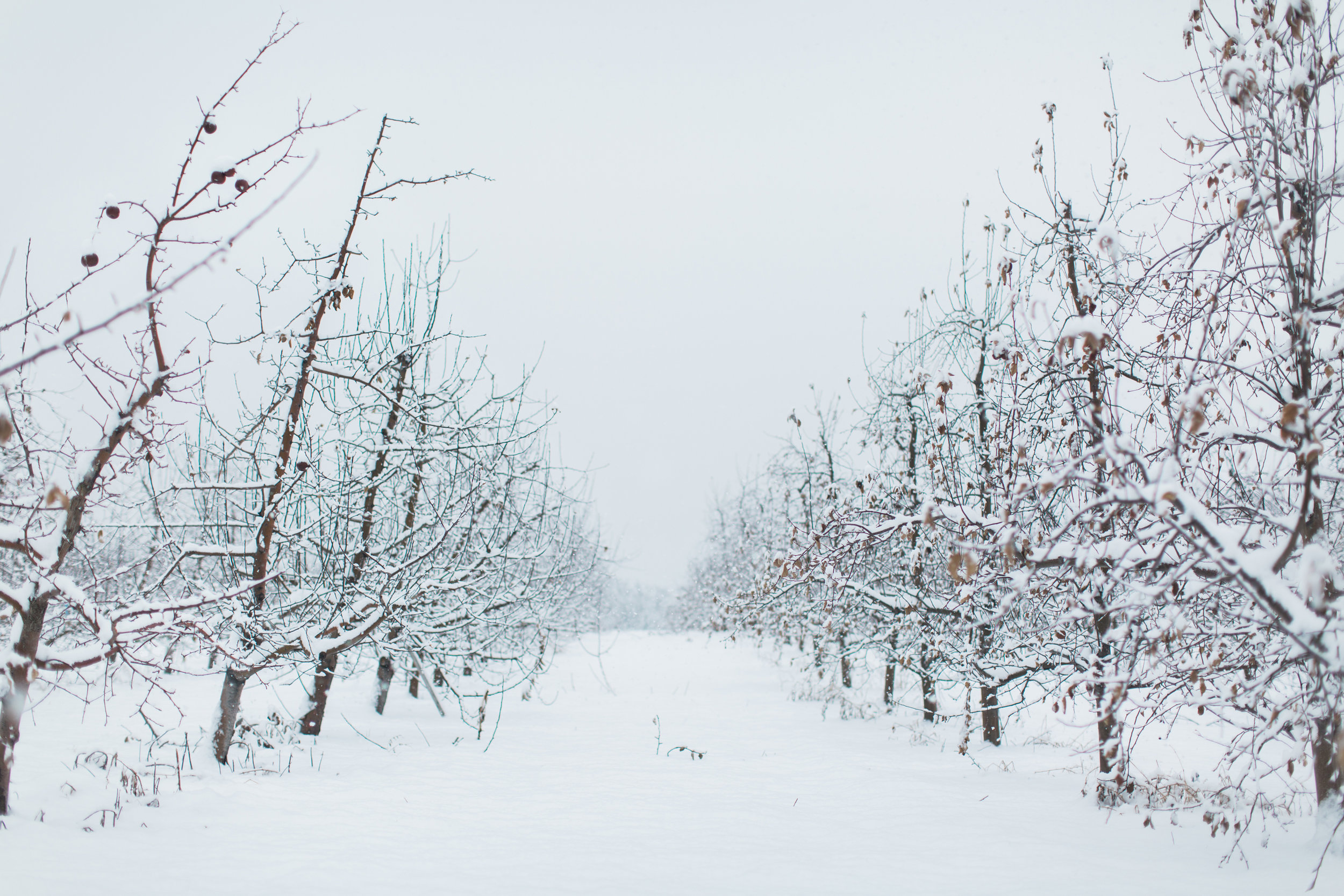 CindyGiovagnoli_New_Hampshire_New_England_snow_winter-027.jpg